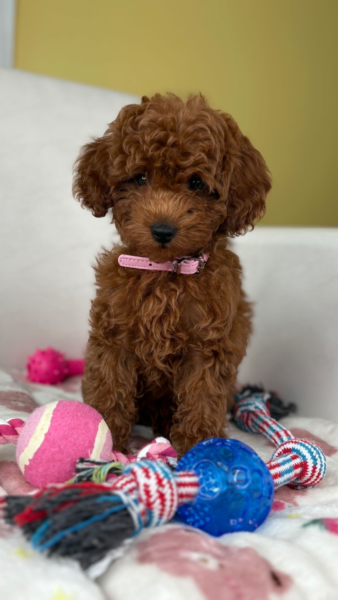 Teacup Poodles 🐩