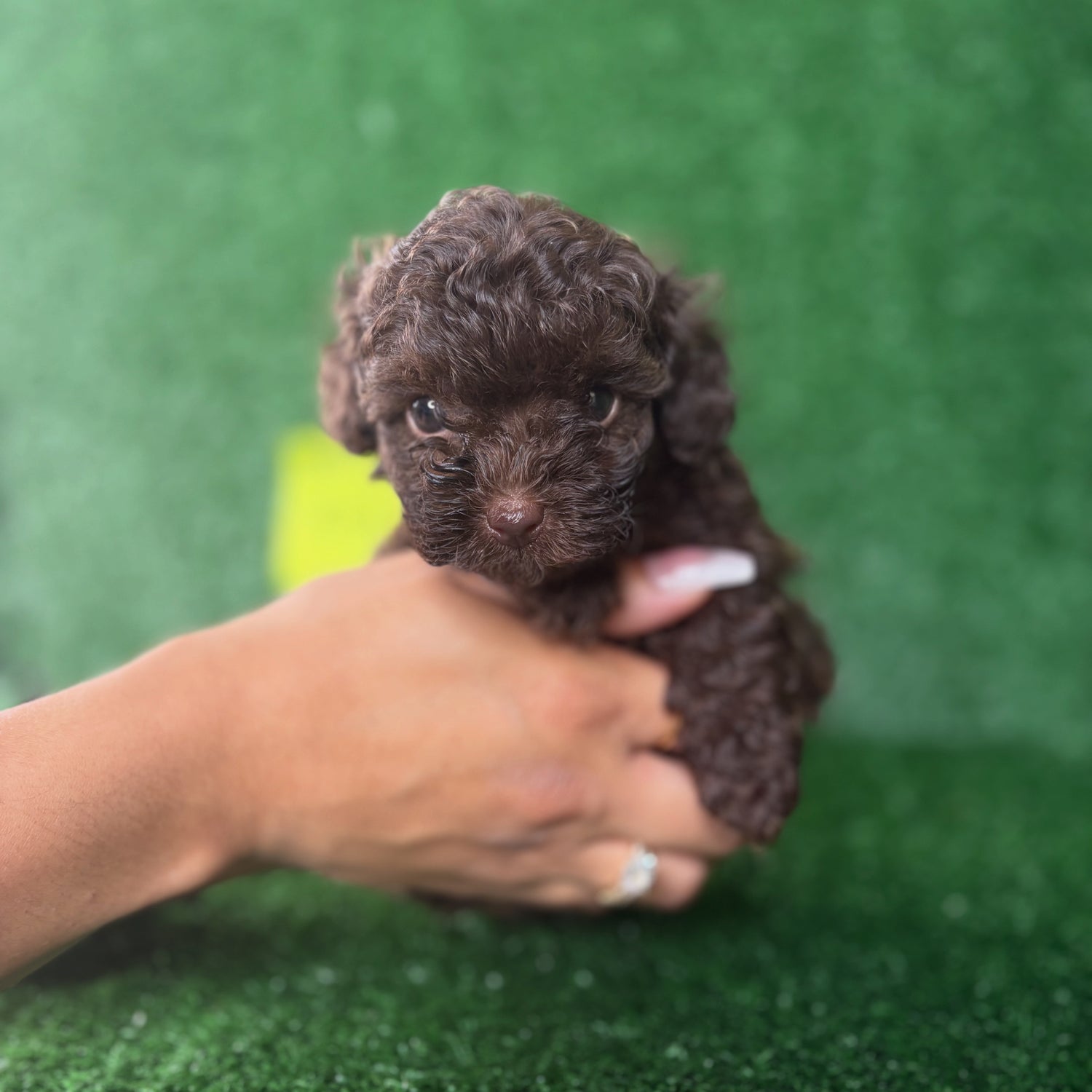 Micro Poodles