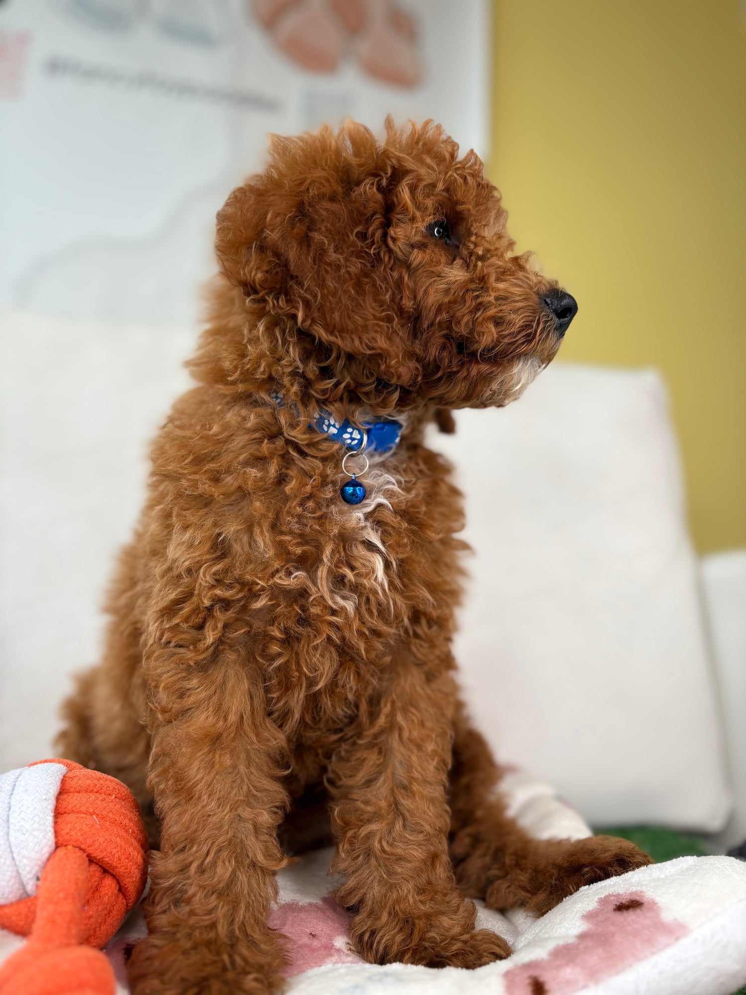 Miniature Poodles 🐩