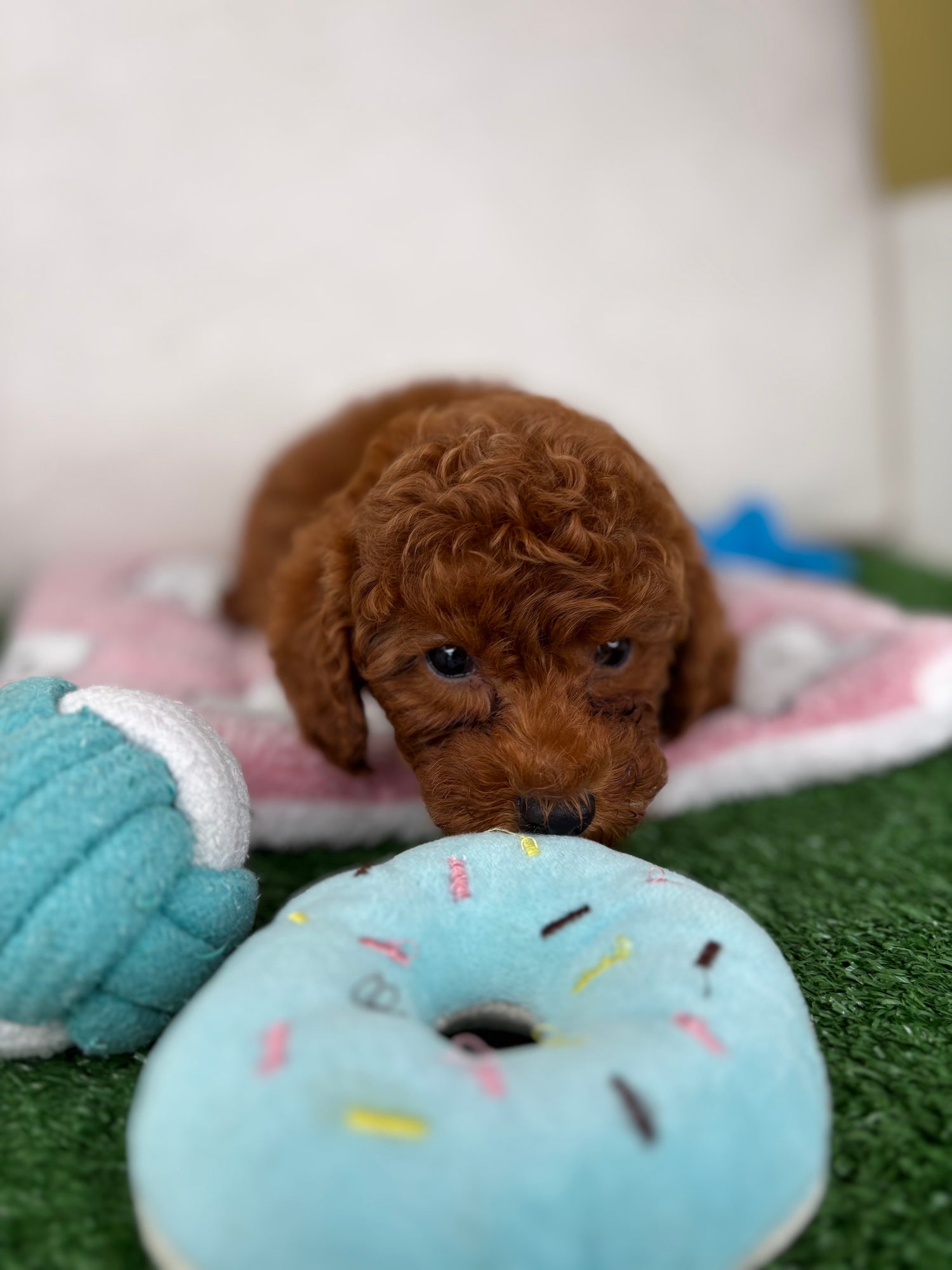 Toy Poodles 🐩