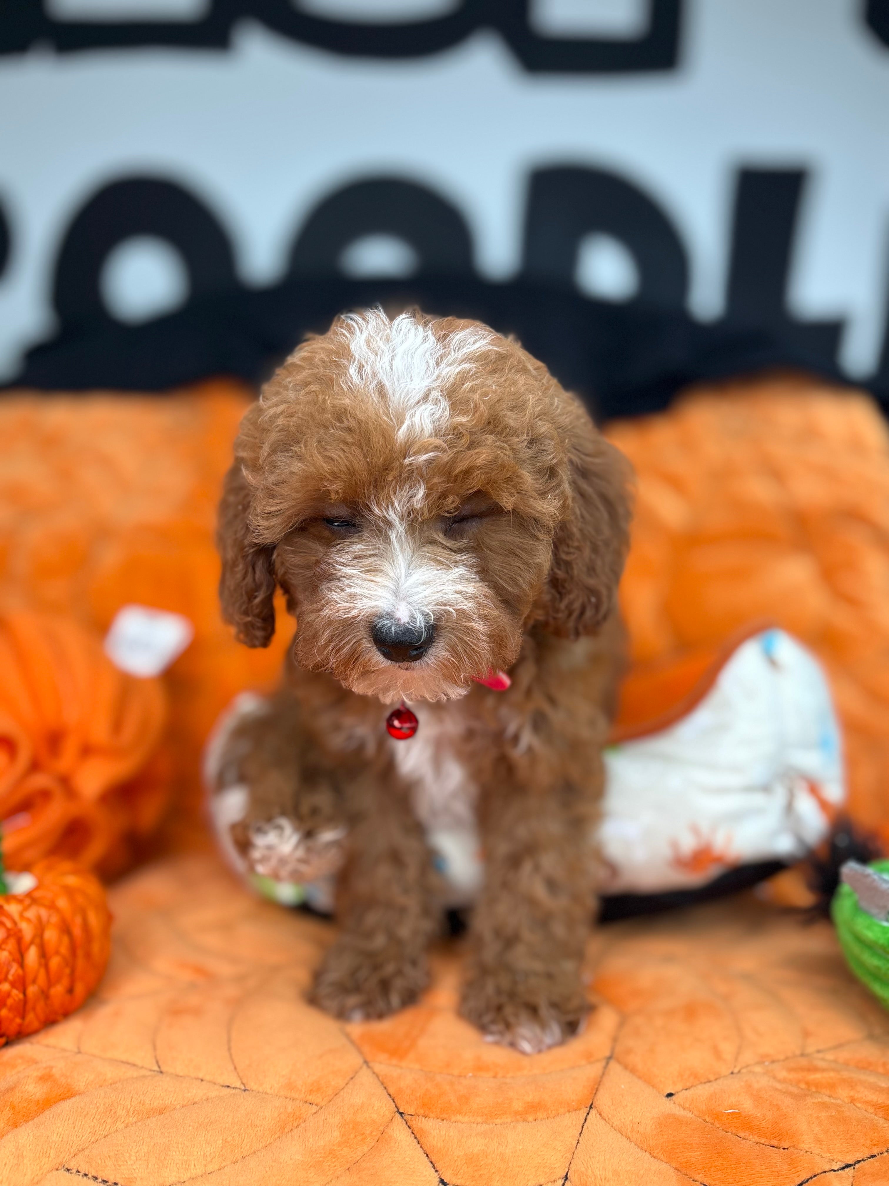 Red And White Female Miniture Poodle (Deposit Only, Please Read The Description Below‼️)