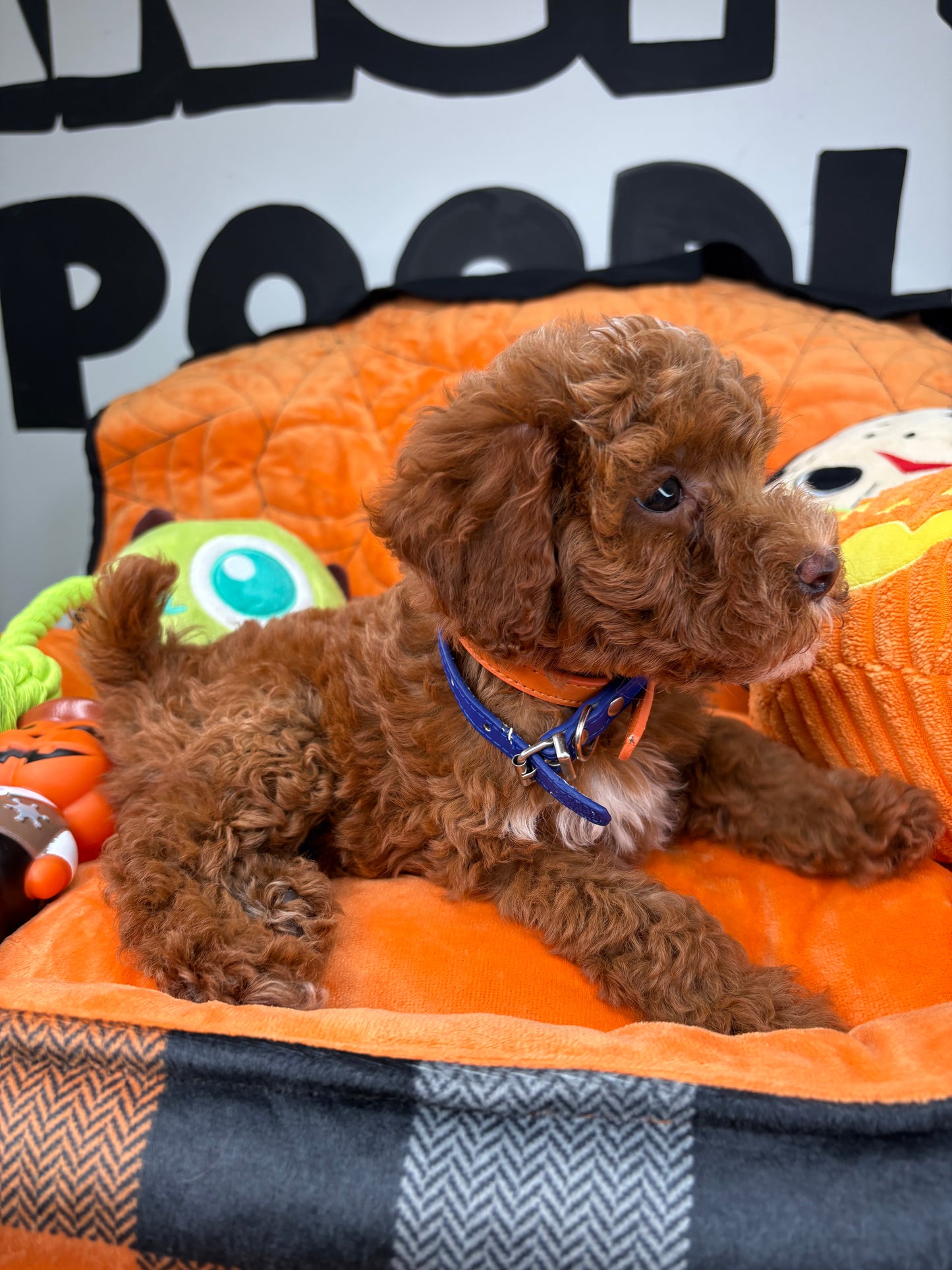 Red Female Toy Poodle (Deposit Only‼️Please Read The Description Below‼️)