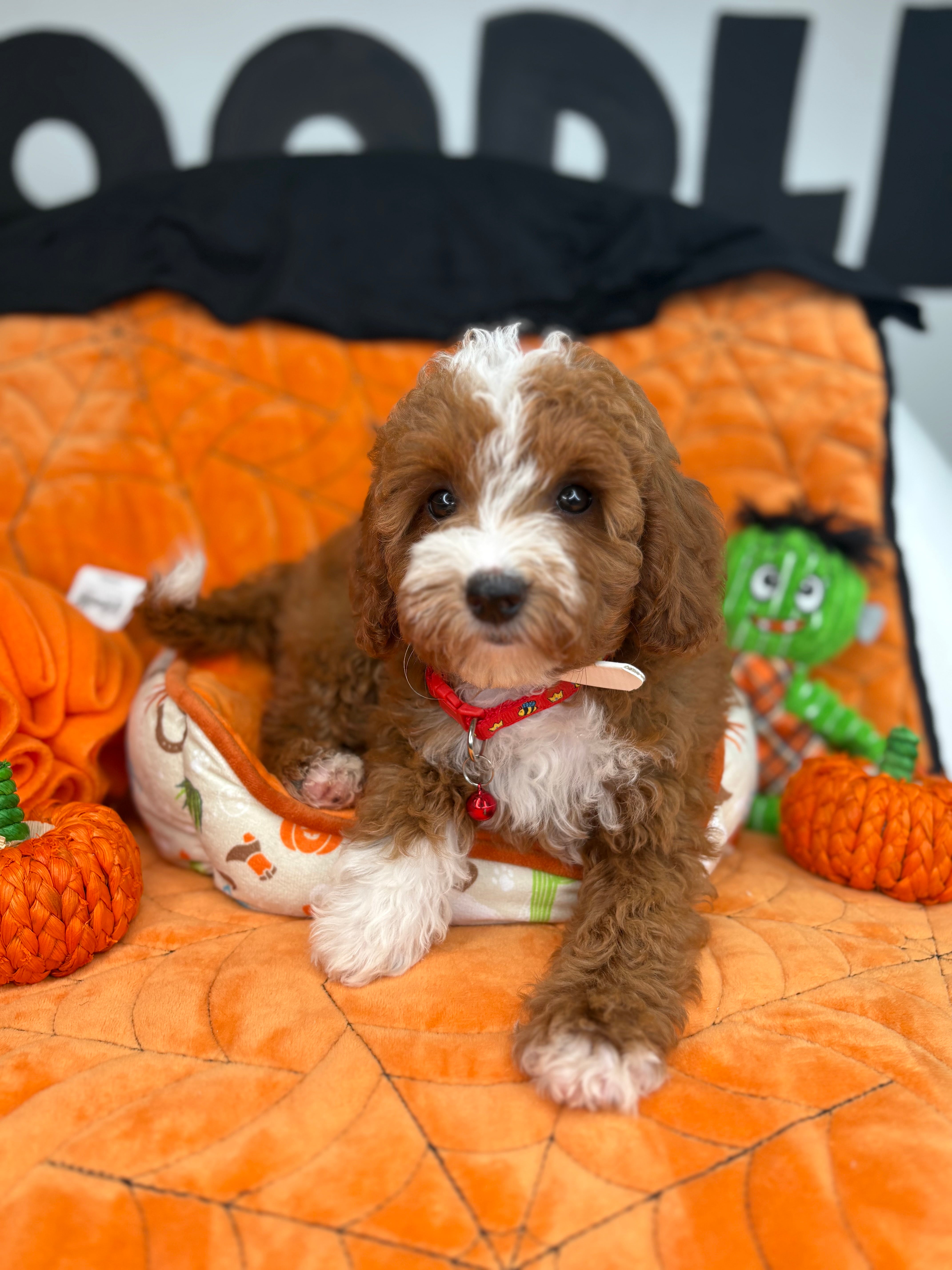 Red And White Female Miniature Poodle (Deposit Only ‼️ Please Read The DESCRIPTION Below‼️)