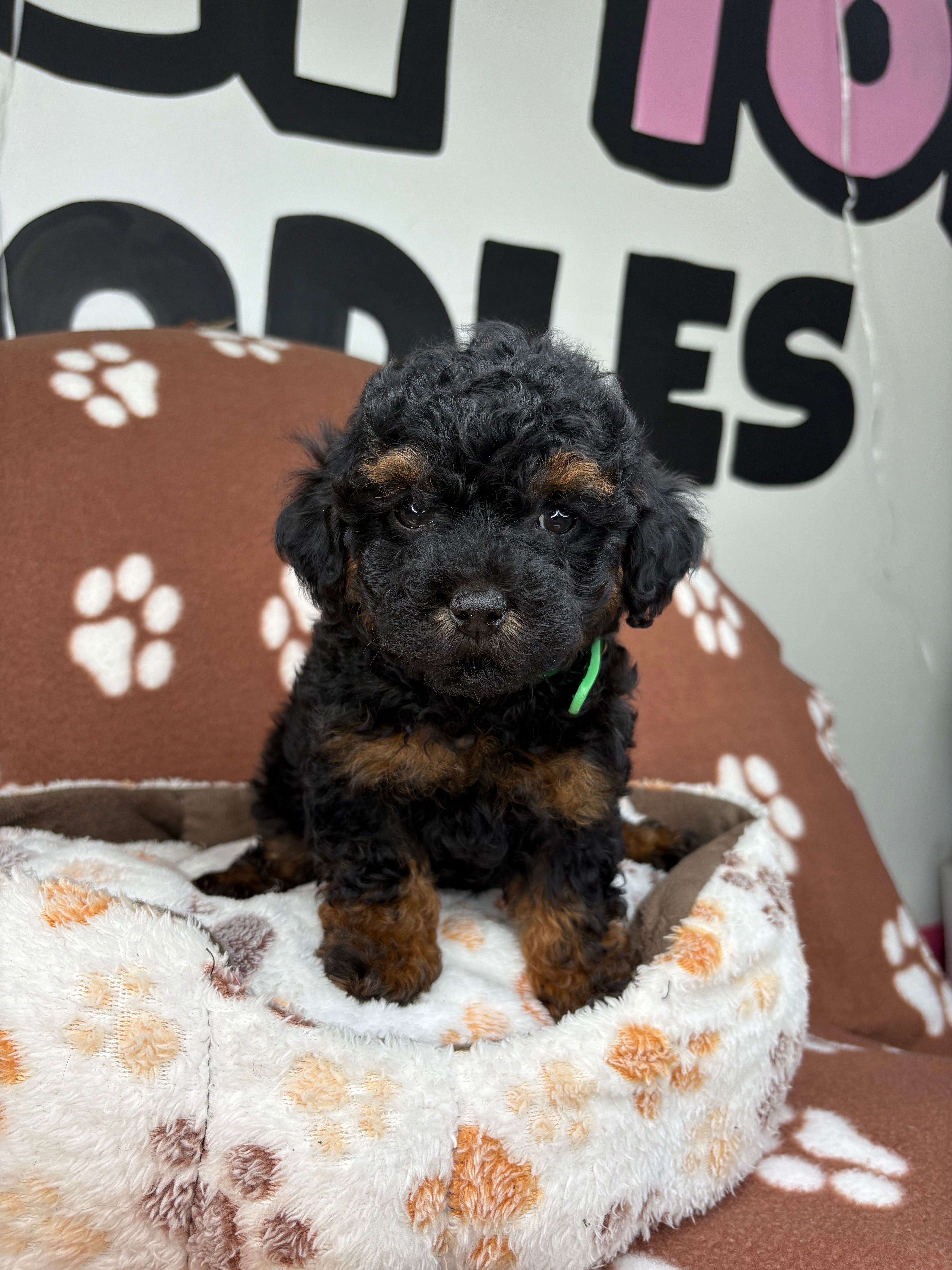 Red Phantom Male Teacup Poodle (Deposit Only‼️Please Read The Description Below‼️)