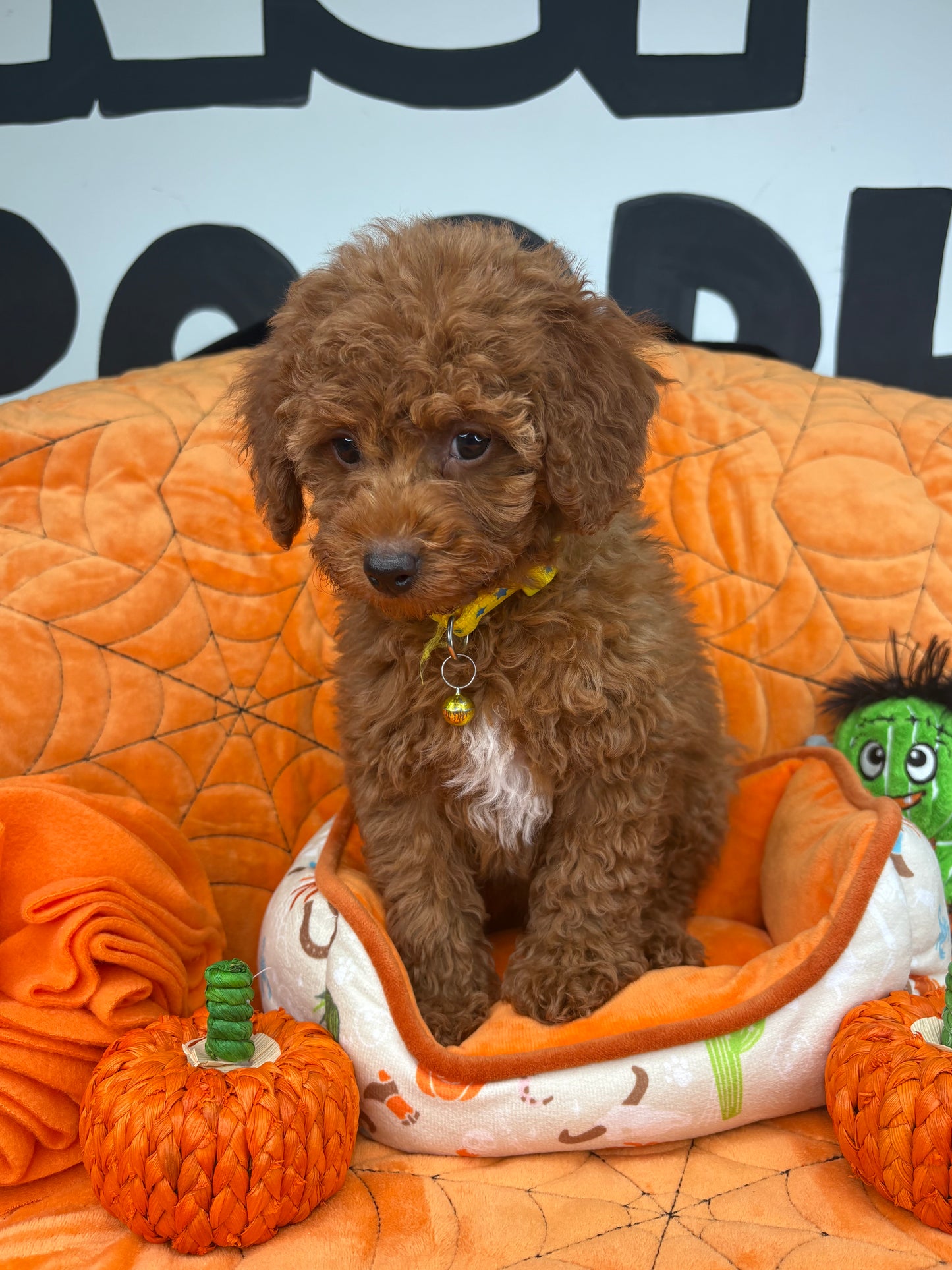 Red Male Toy Poodle ‼️(Deposit Only ‼️ Please Read The Description Below ‼️)