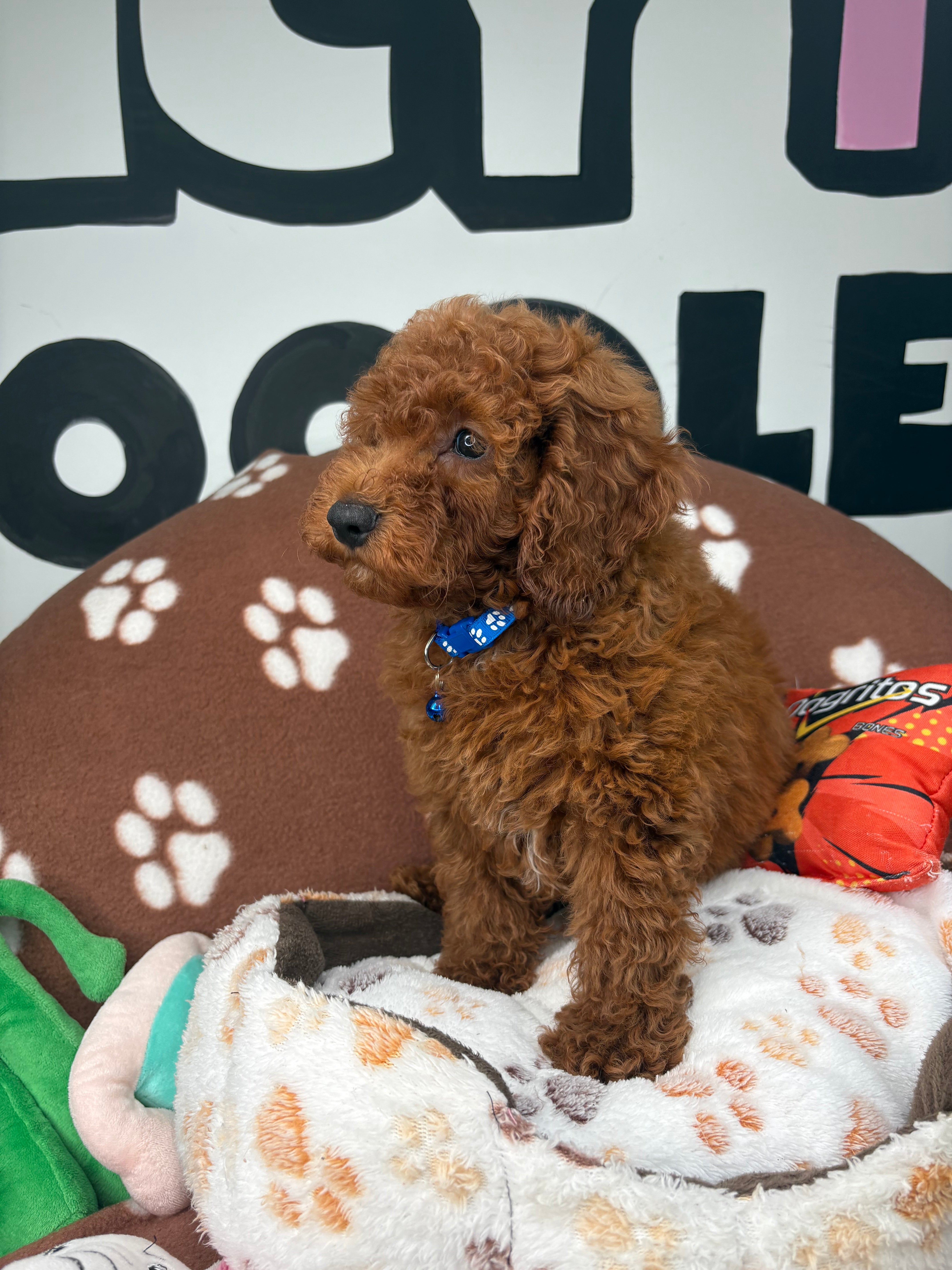 Dark Red Male Miniture Poodle (Deposit Only, Please Read The Description Below‼️)