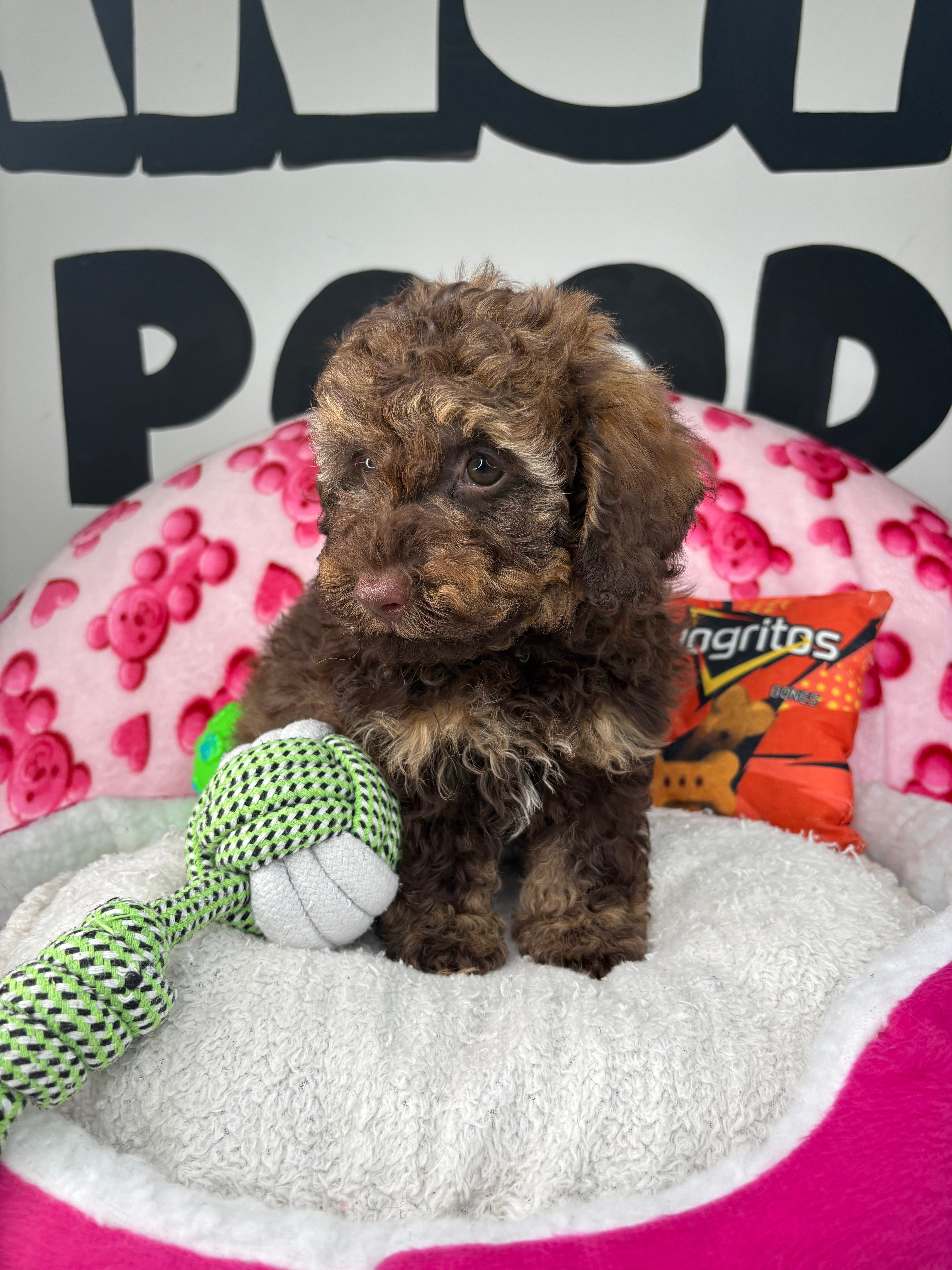 Chocolate Phantom Male Toy Poodle 🐩 (Deposit Only‼️Please Read The Description Below‼️)