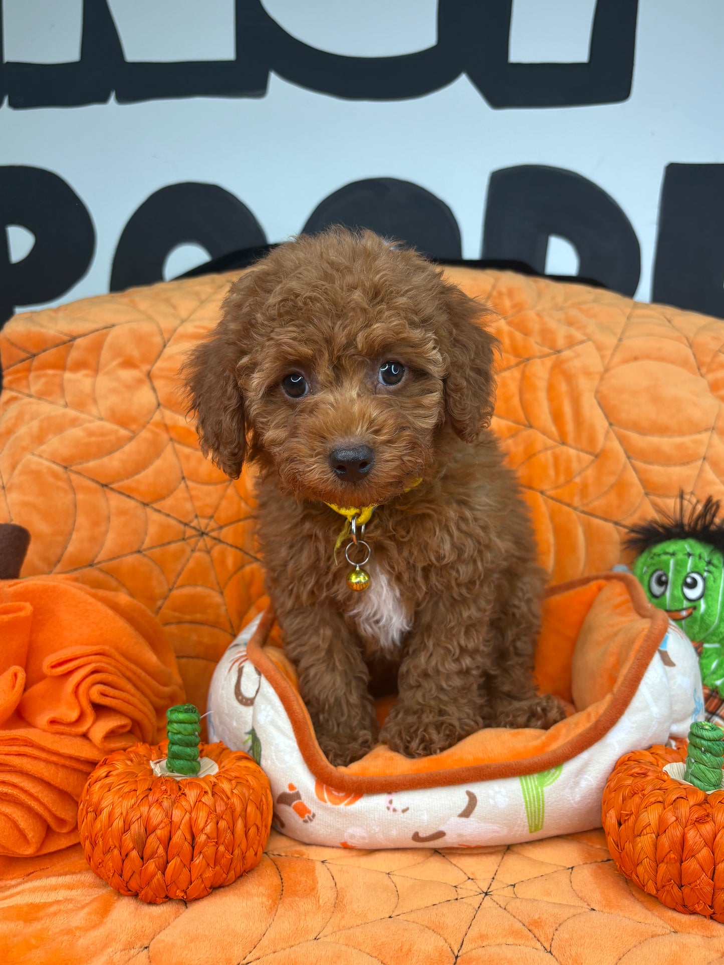 Red Male Toy Poodle ‼️(Deposit Only ‼️ Please Read The Description Below ‼️)