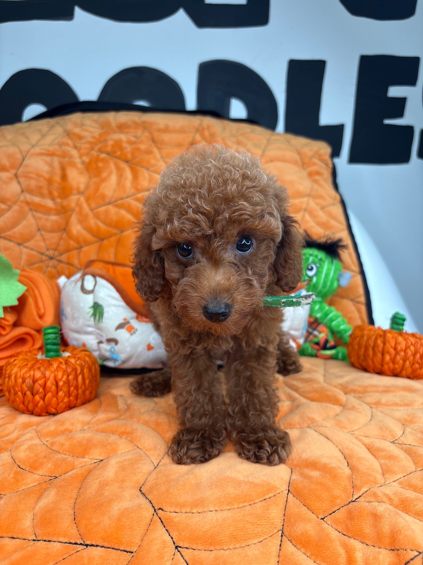 Red Male Teacup Poodle (Deposit Only‼️ Please Red The DESCRIPTION Below‼️)