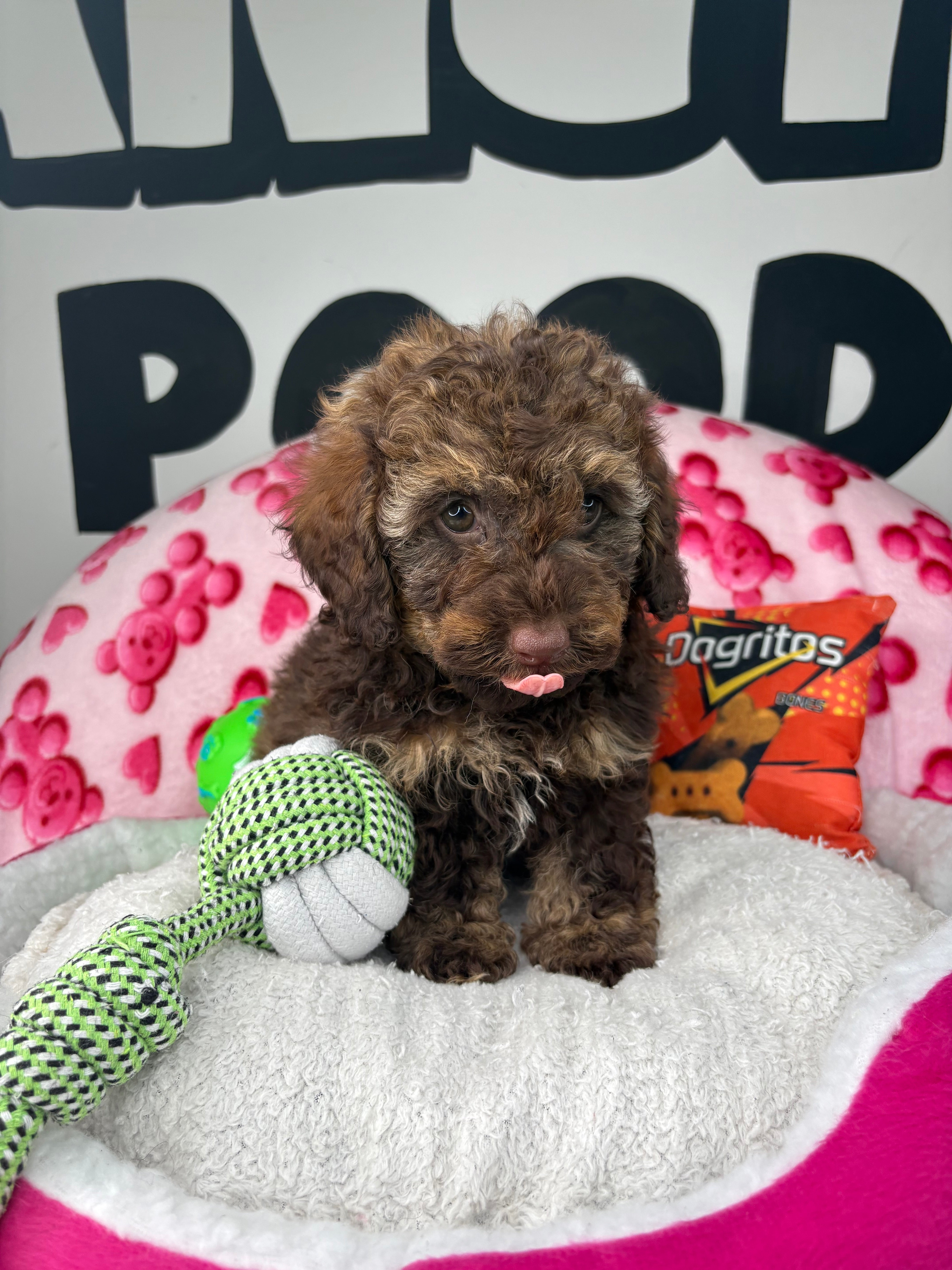 Chocolate Phantom Male Toy Poodle 🐩 (Deposit Only‼️Please Read The Description Below‼️)