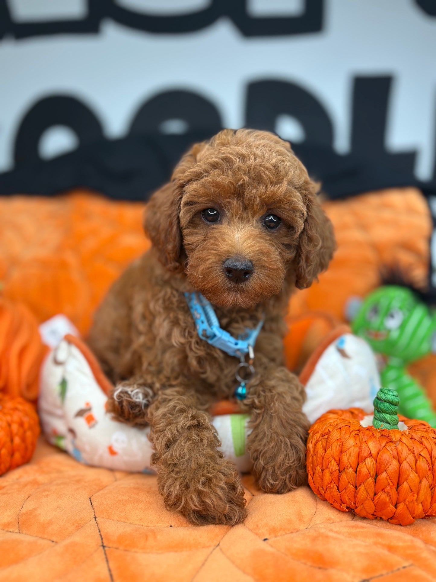 Red Female Toy Poodle (Deposit Only‼️ Please Read The DESCRIPTION Below‼️)