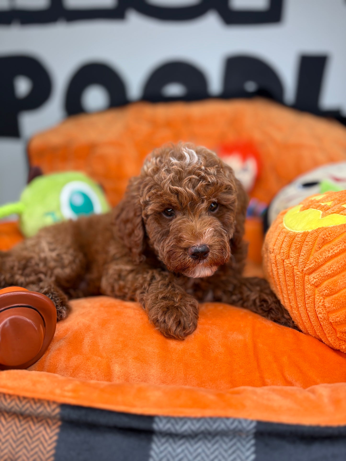 Red Male Toy Poodle ( Deposit Only, Please Read The DESCRIPTION Below‼️)
