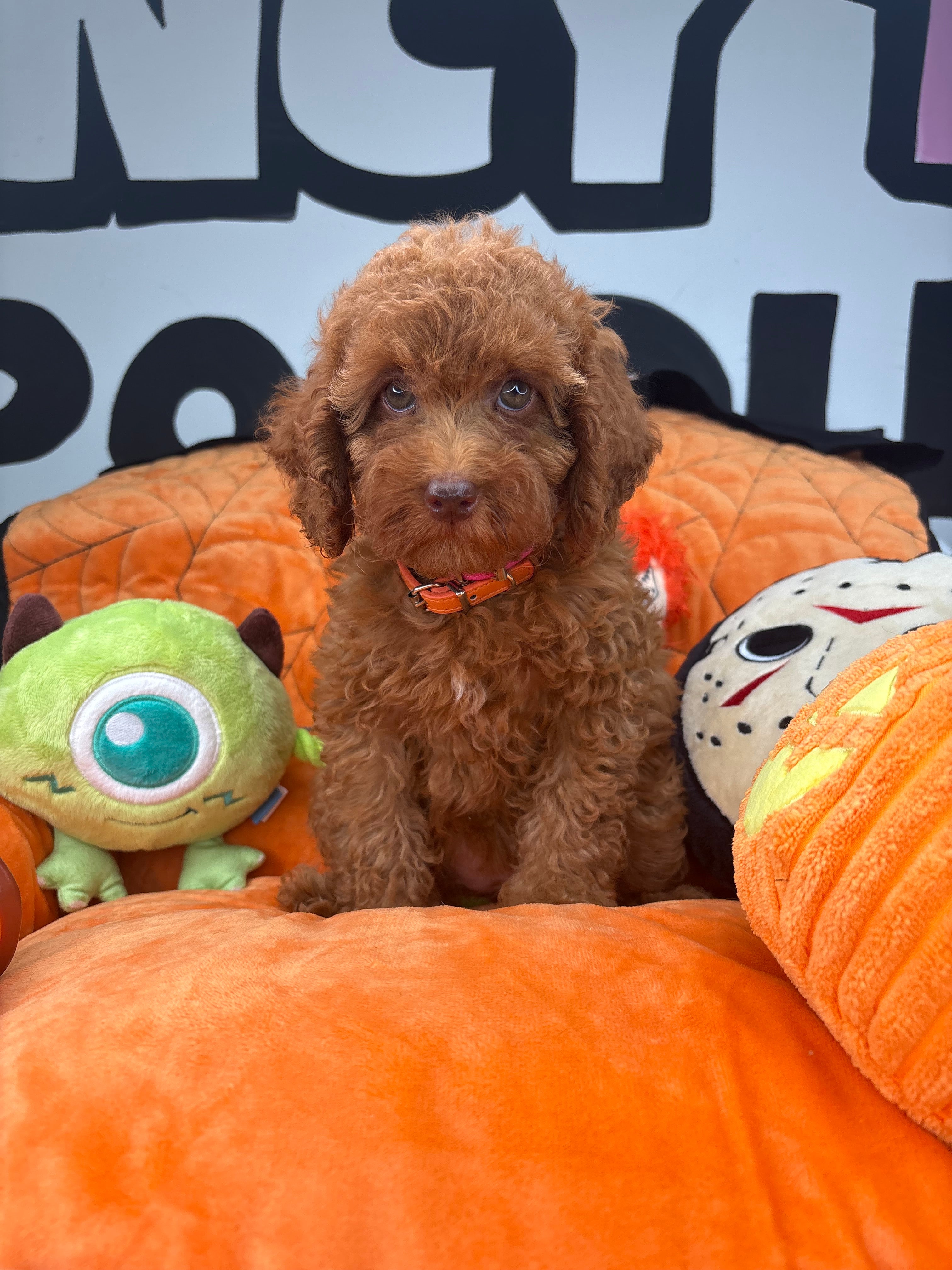 Red Female (Red Nose) Toy Poodle (Deposit Only ‼️ Please Read DESCRIPTION Below‼️)