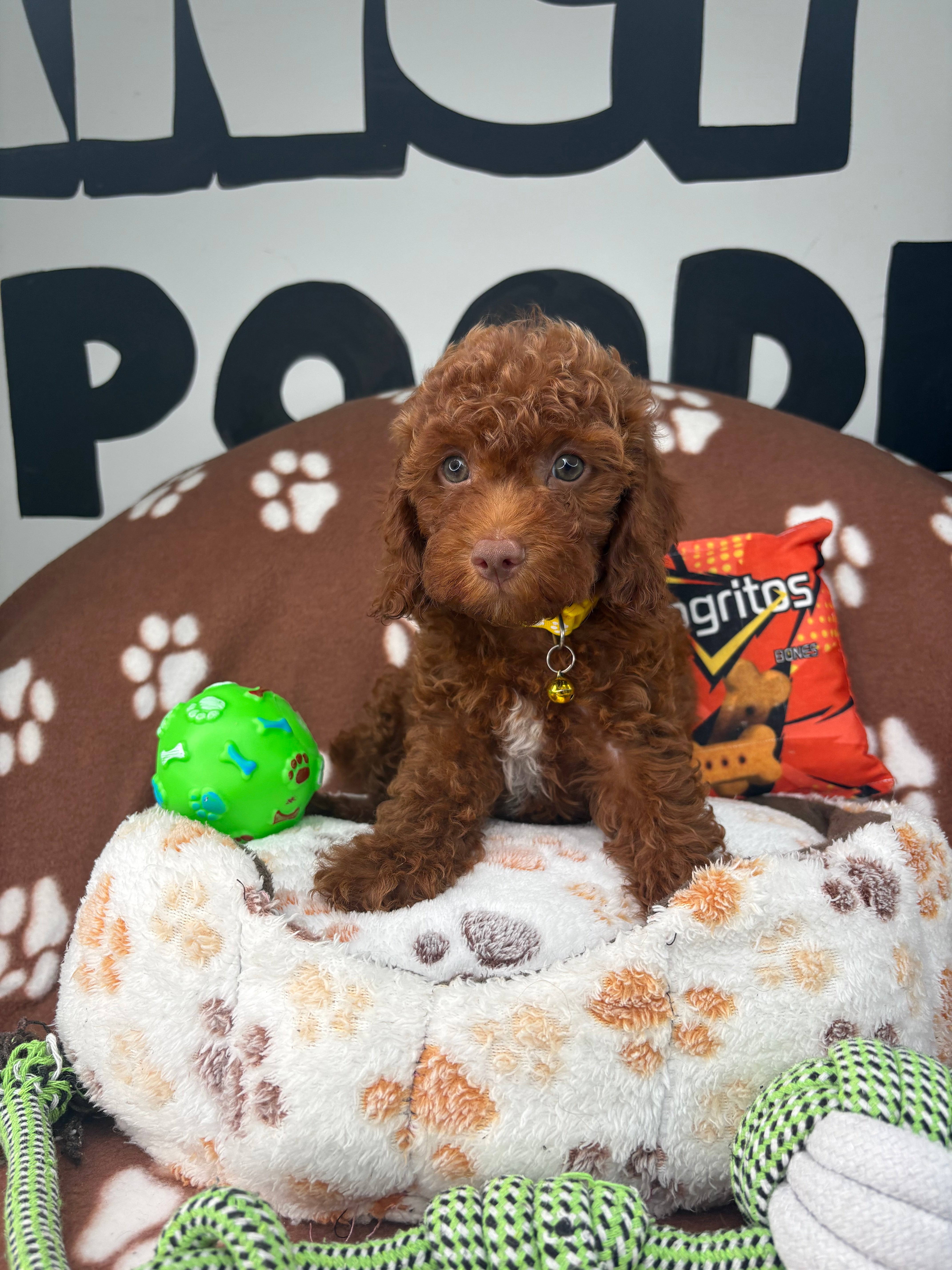 Dark Red Male (Blue Eyes Red Nose)  Miniature Poodle ( Deposit Only, Please Read The DESCRIPTION Below‼️)