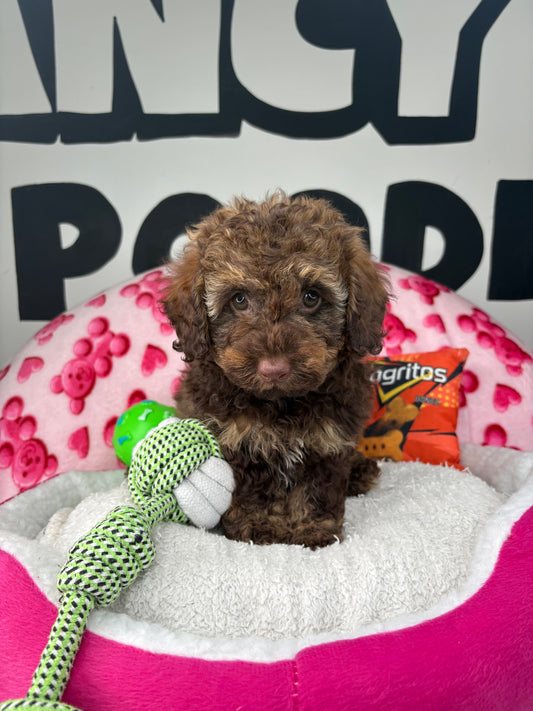 Chocolate Phantom Male Toy Poodle 🐩 (Deposit Only‼️Please Read The Description Below‼️)