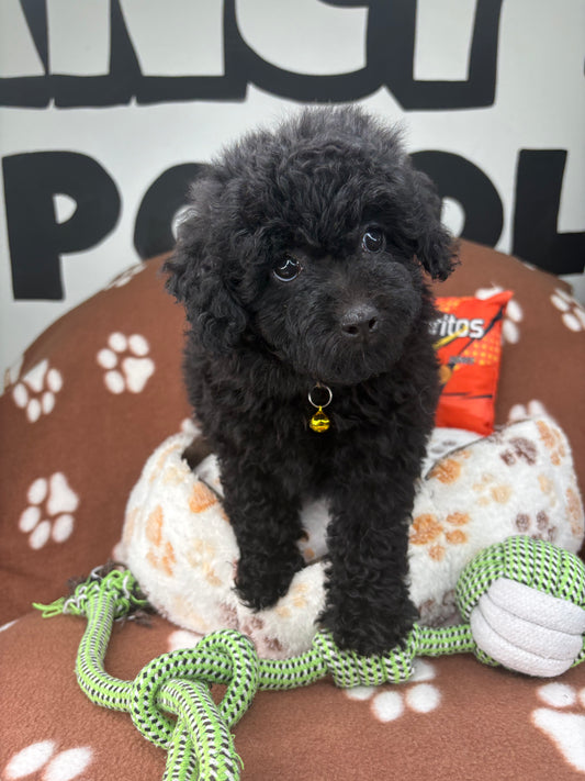 Black Female Miniature Poodle (Deposit Only ‼️ Please Read The DESCRIPTION Below‼️)