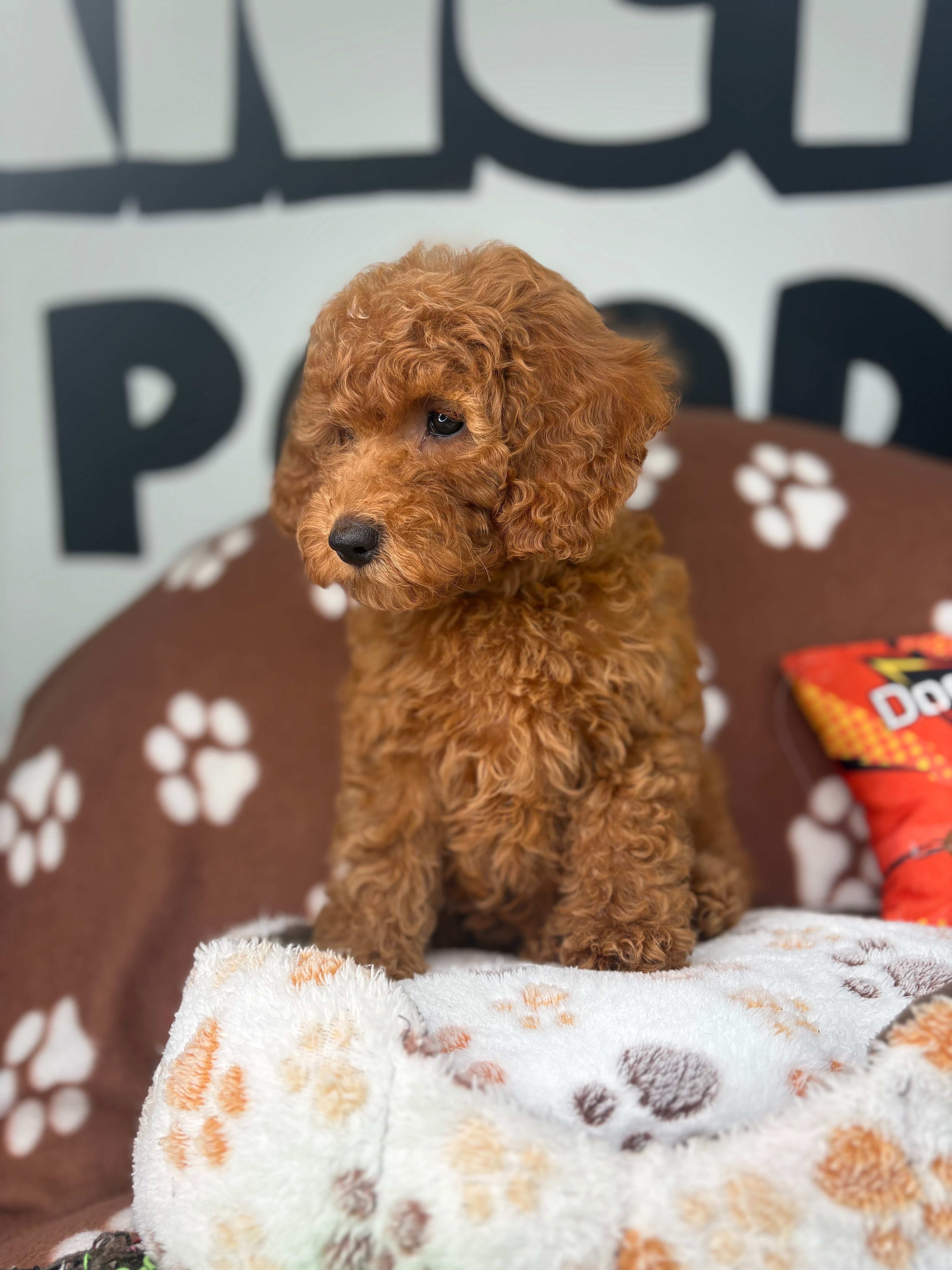 Apricot Female Miniture Poodle (Deposit Only, Please Read The Description Below‼️)