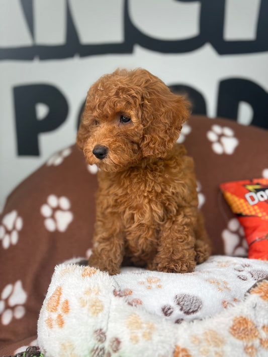 Apricot Female Miniture Poodle (Deposit Only, Please Read The Description Below‼️)