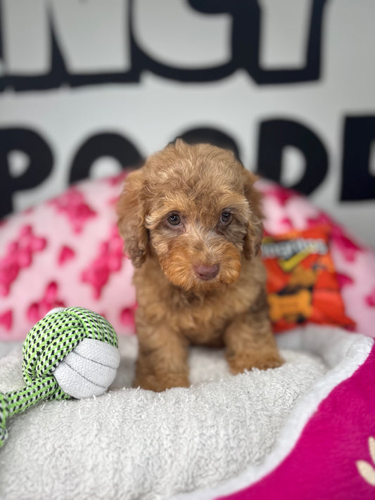 Chocolate Merle Male Toy Poodle 🐩 (Deposit Only ‼️ Please Read The Description Below ‼️)