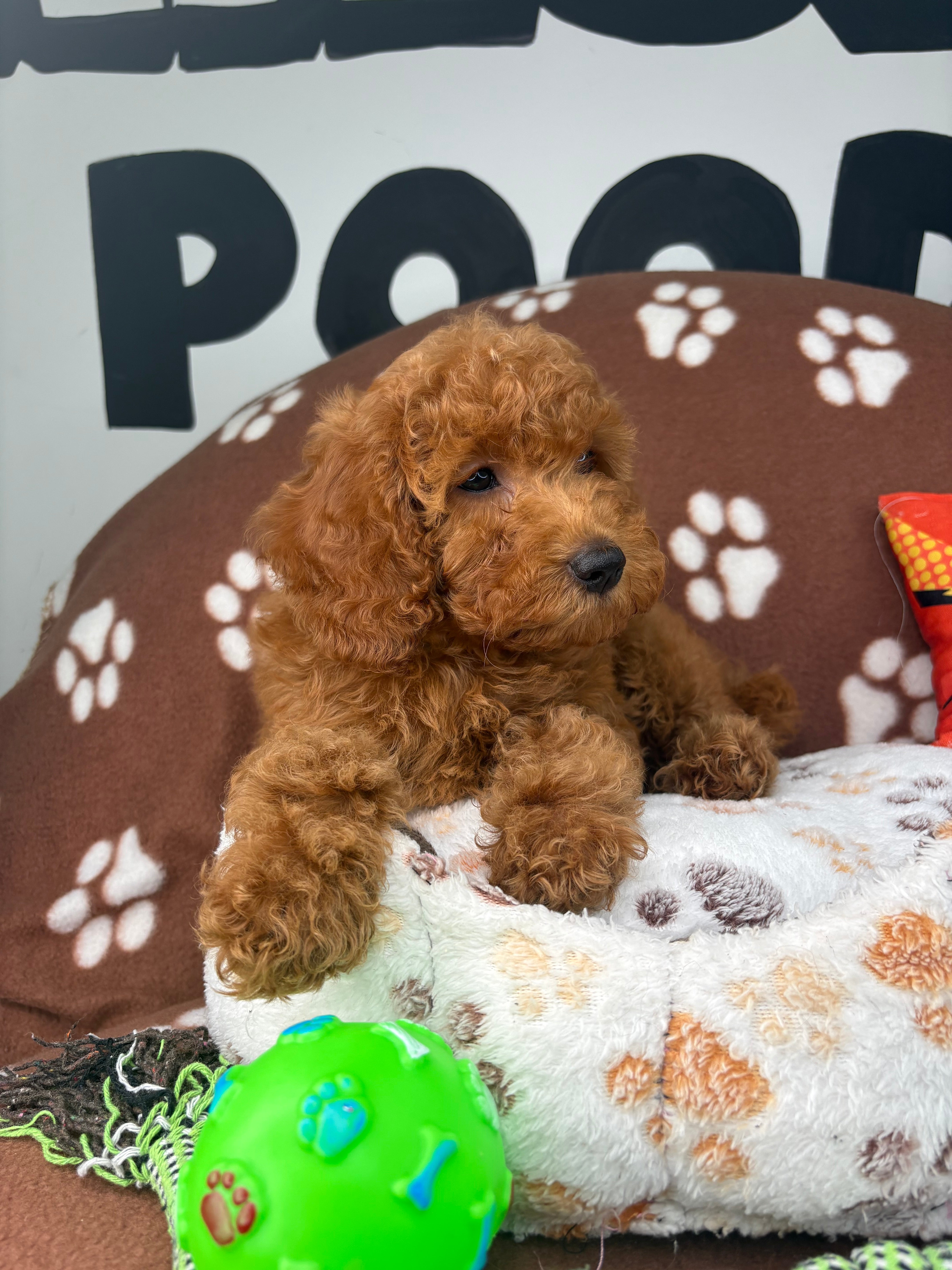 Apricot Female Miniture Poodle (Deposit Only, Please Read The Description Below‼️)