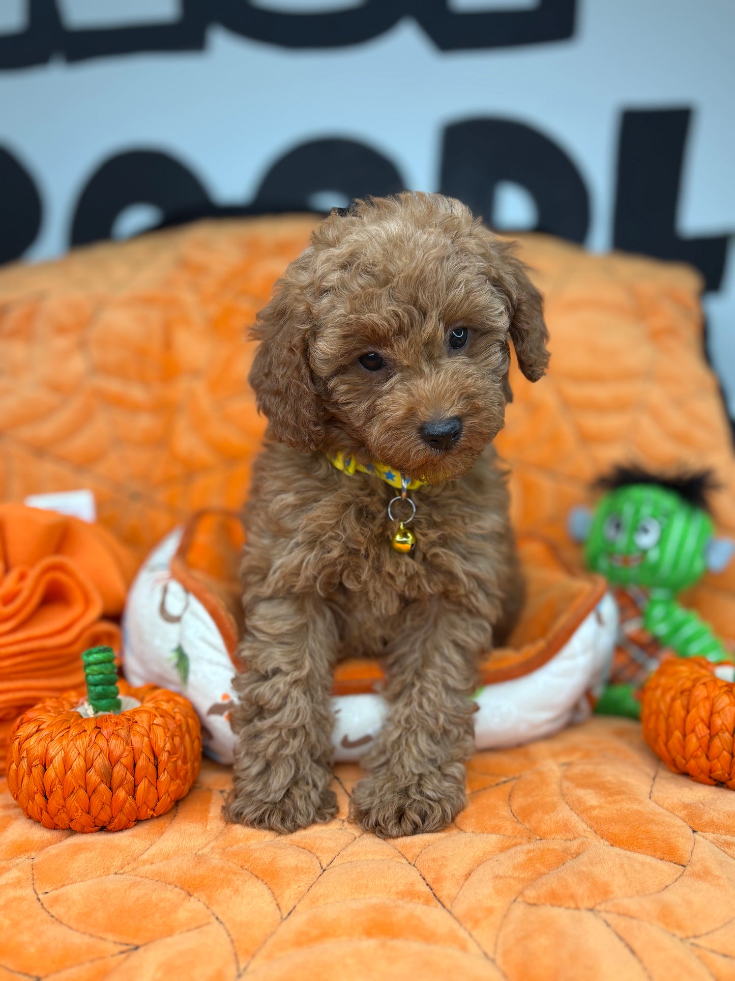 Apricot Female Toy Poodle ( Deposit Only, Please Read The DESCRIPTION Below‼️)