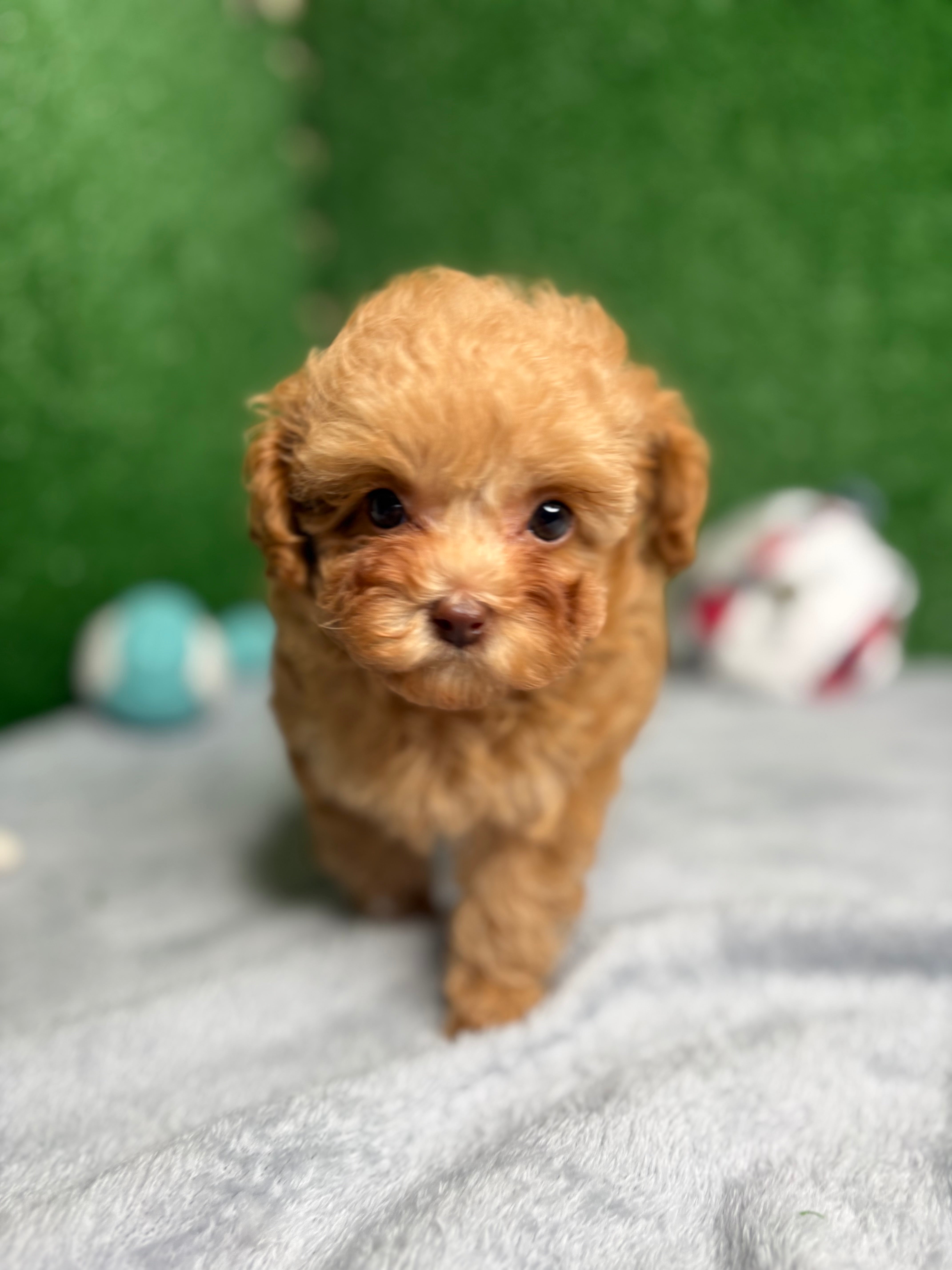 Paisley The Micro Poodle (Deposit Only ‼️‼️ Please DESCRIPTION Read Below‼️)