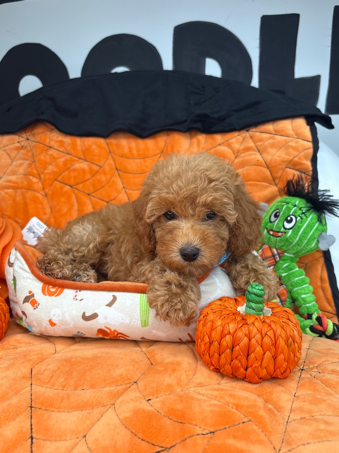 Apricot Male Toy Poodle (Deposit Only ‼️ Please Read DESCRIPTION Below‼️)