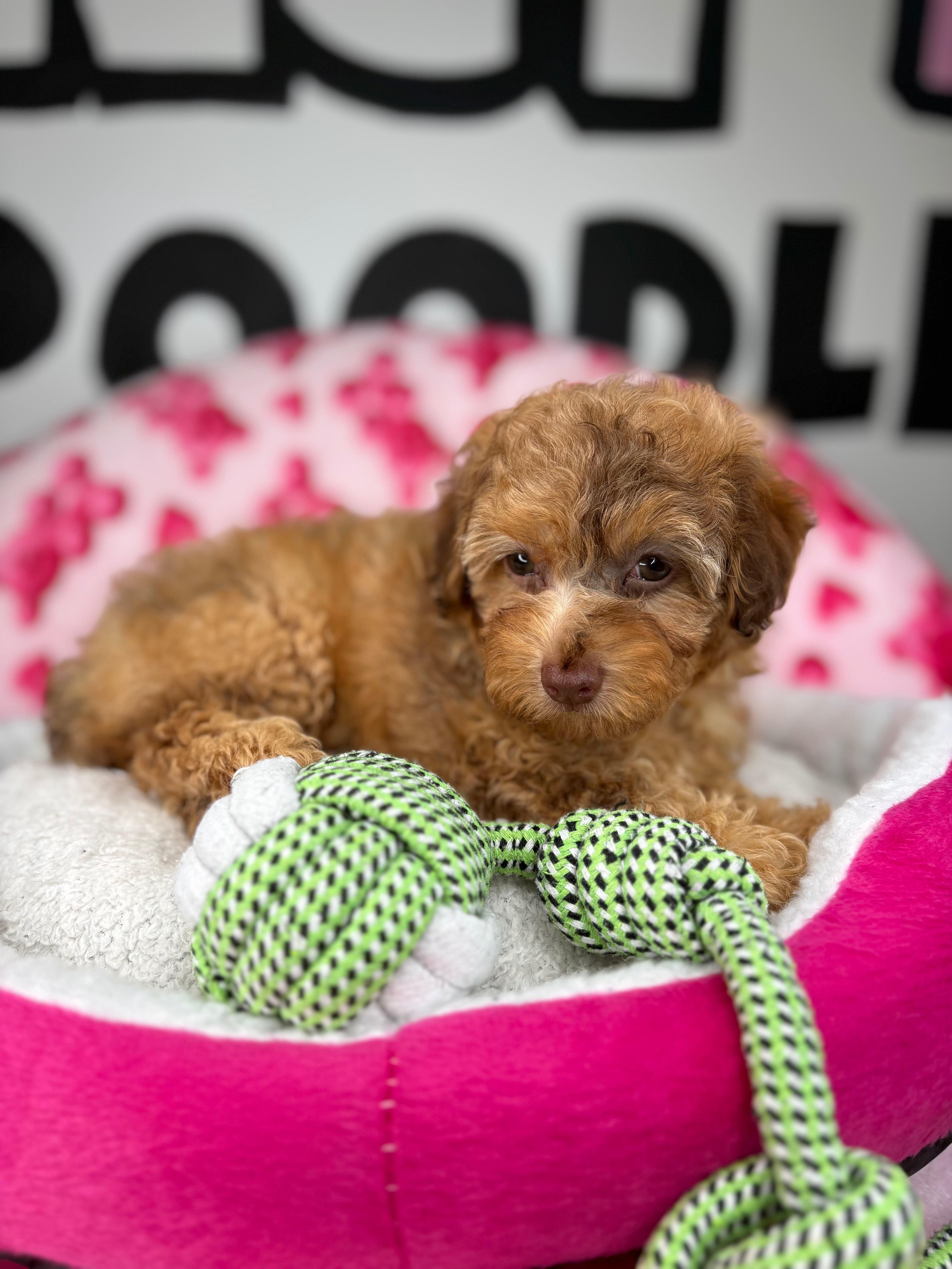 Chocolate Merle Female Toy Poodle 🐩 (Deposit Only‼️Please Read The Description Below‼️)