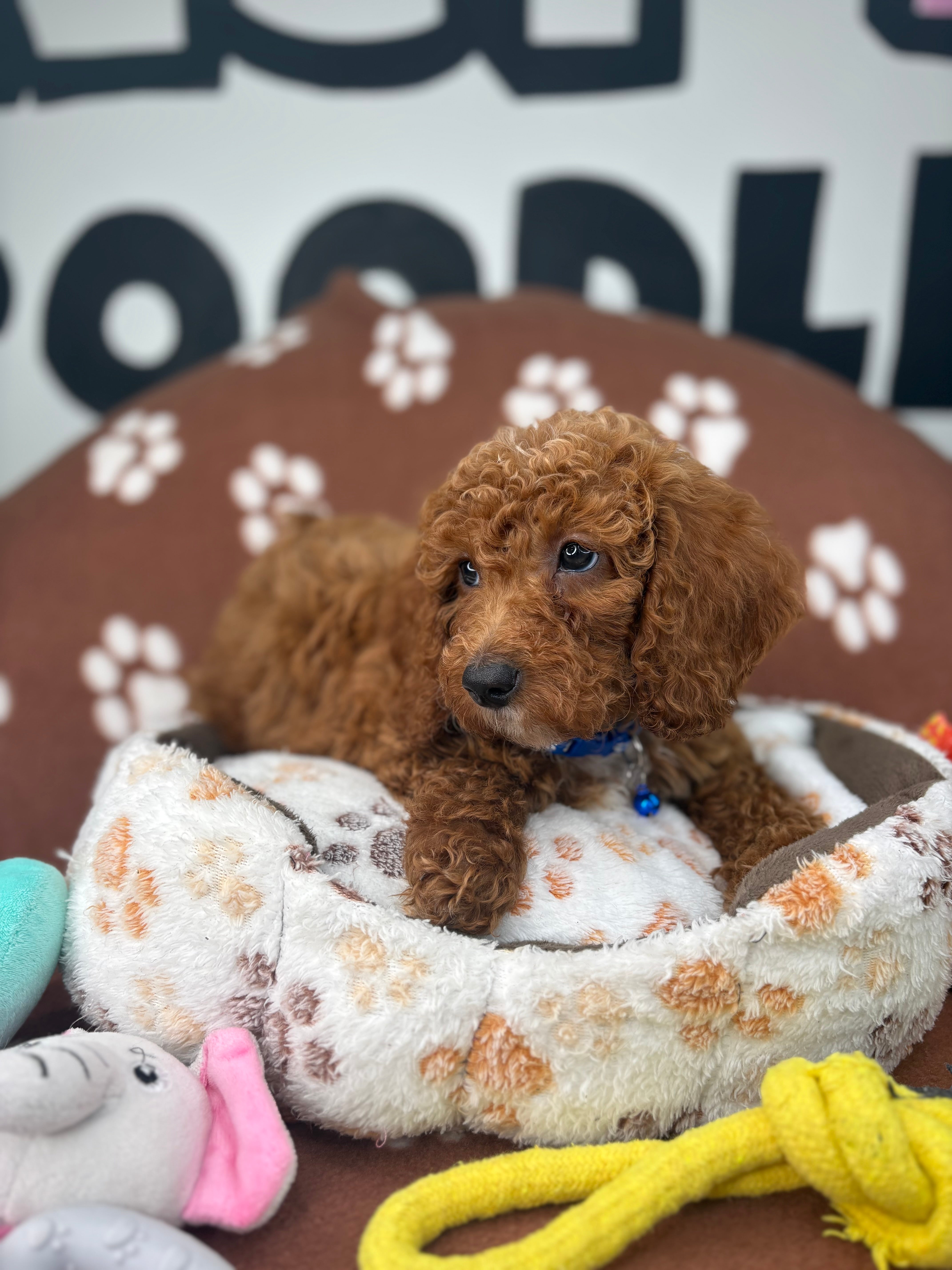 Cherry Red Female Miniature Poodle (Deposit Only ‼️ Please Read DESCRIPTION Below‼️)