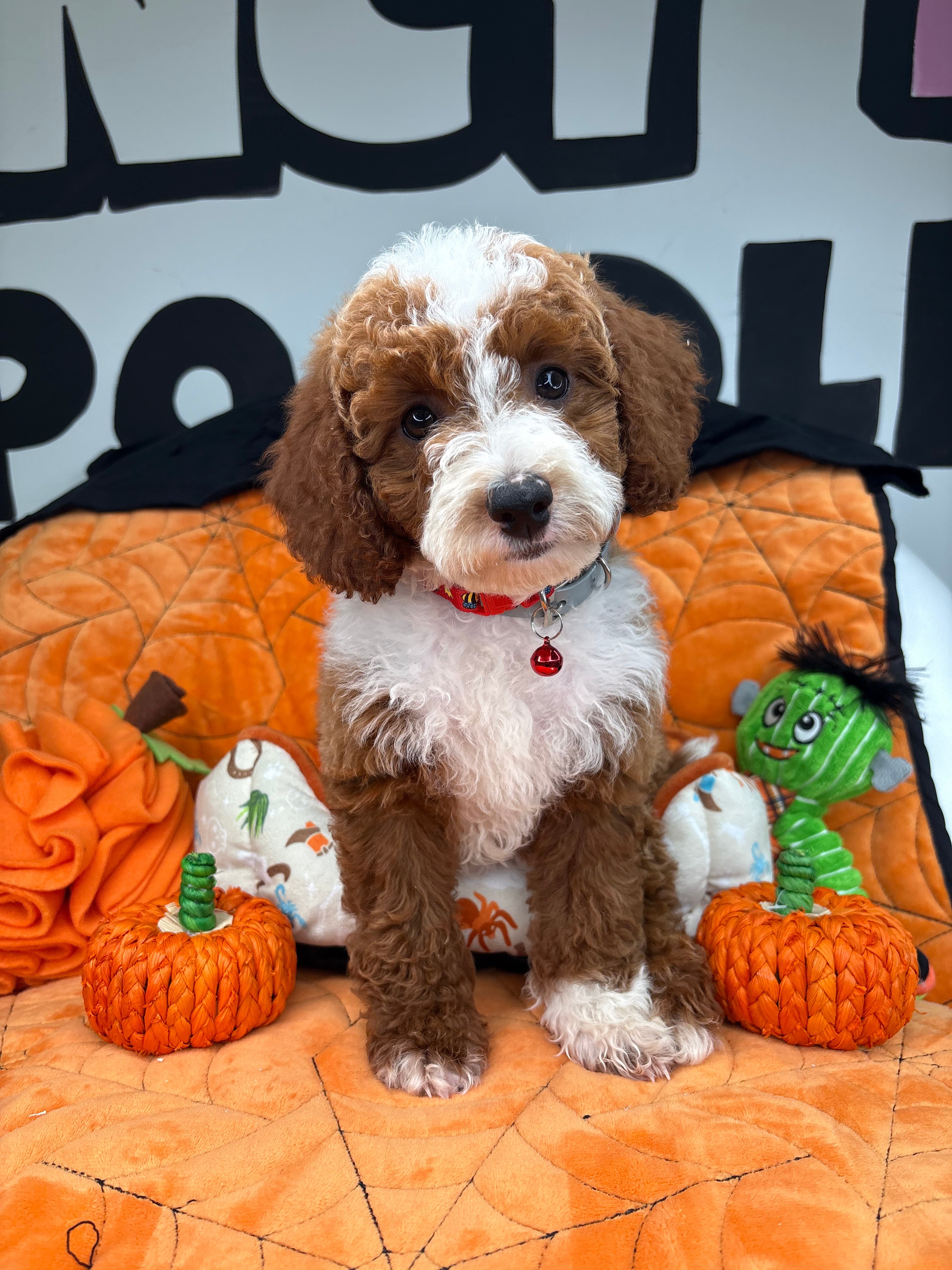 Red And White Male Miniature Poodle 🐩 (Deposit Only‼️Please Read The Description Below‼️)