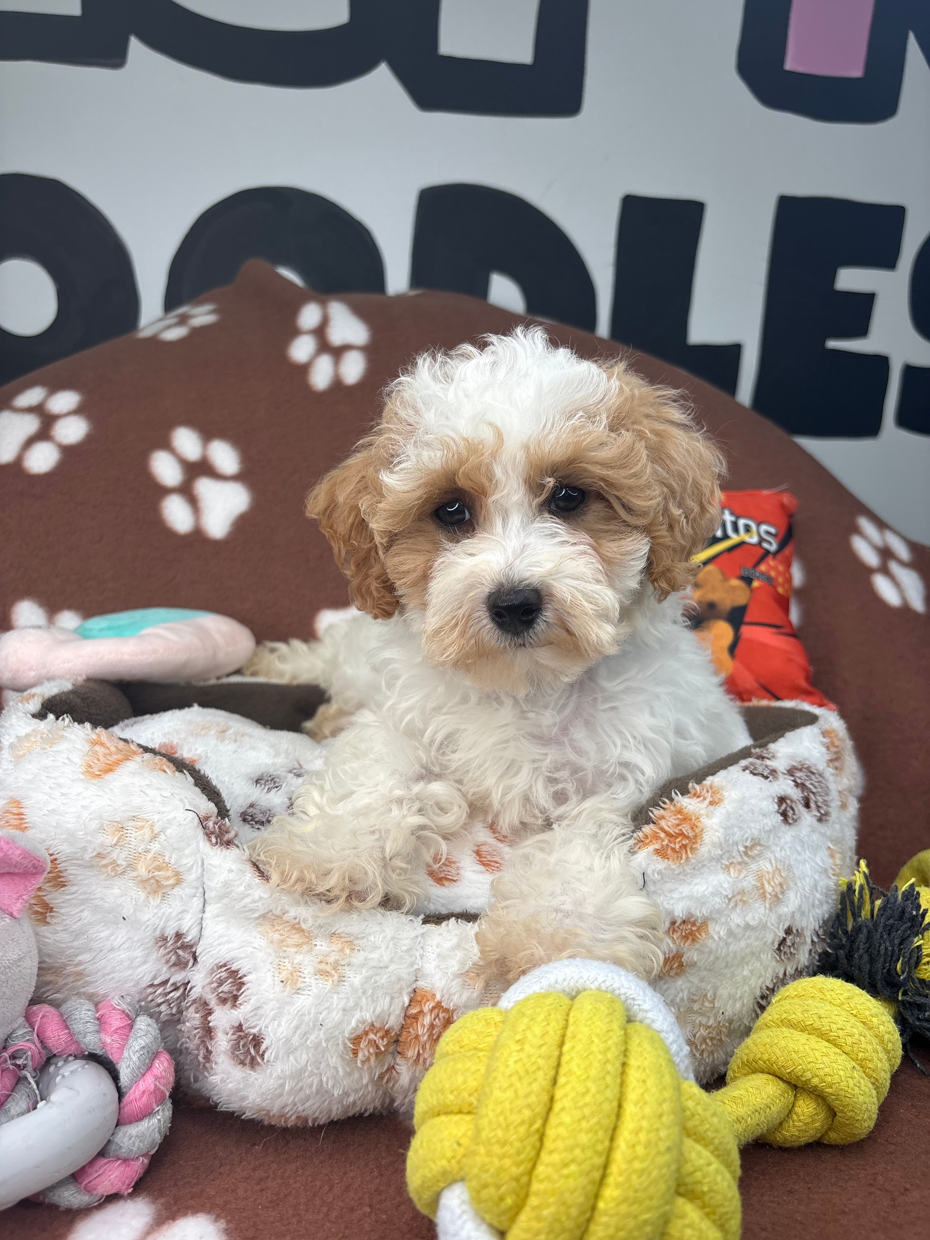 Party Colored Female Toy Poodle $1700 ($525 Deposit Only ‼️ Please Read DESCRIPTION Below‼️)