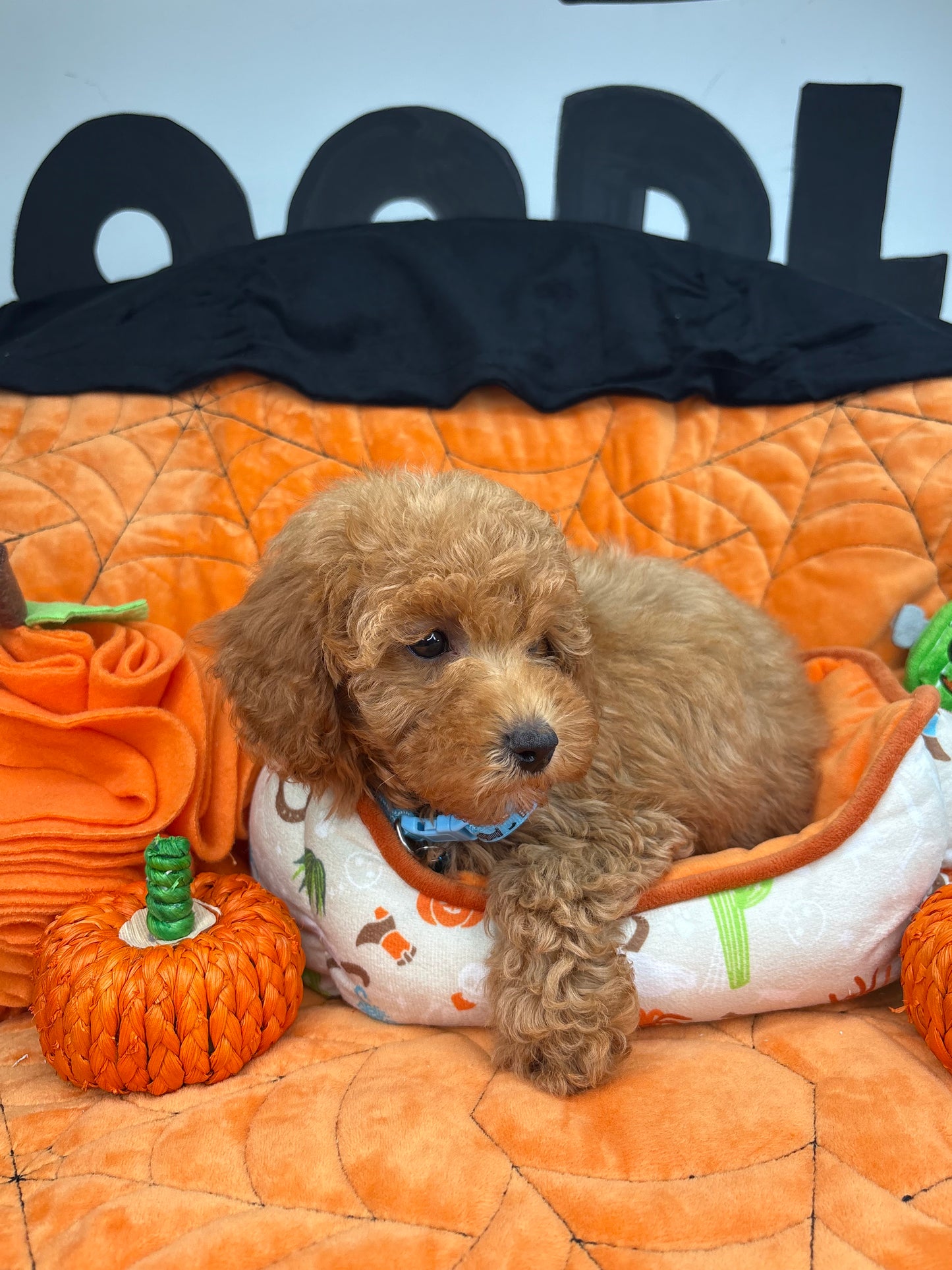 Apricot Male Toy Poodle (Deposit Only ‼️ Please Read DESCRIPTION Below‼️)