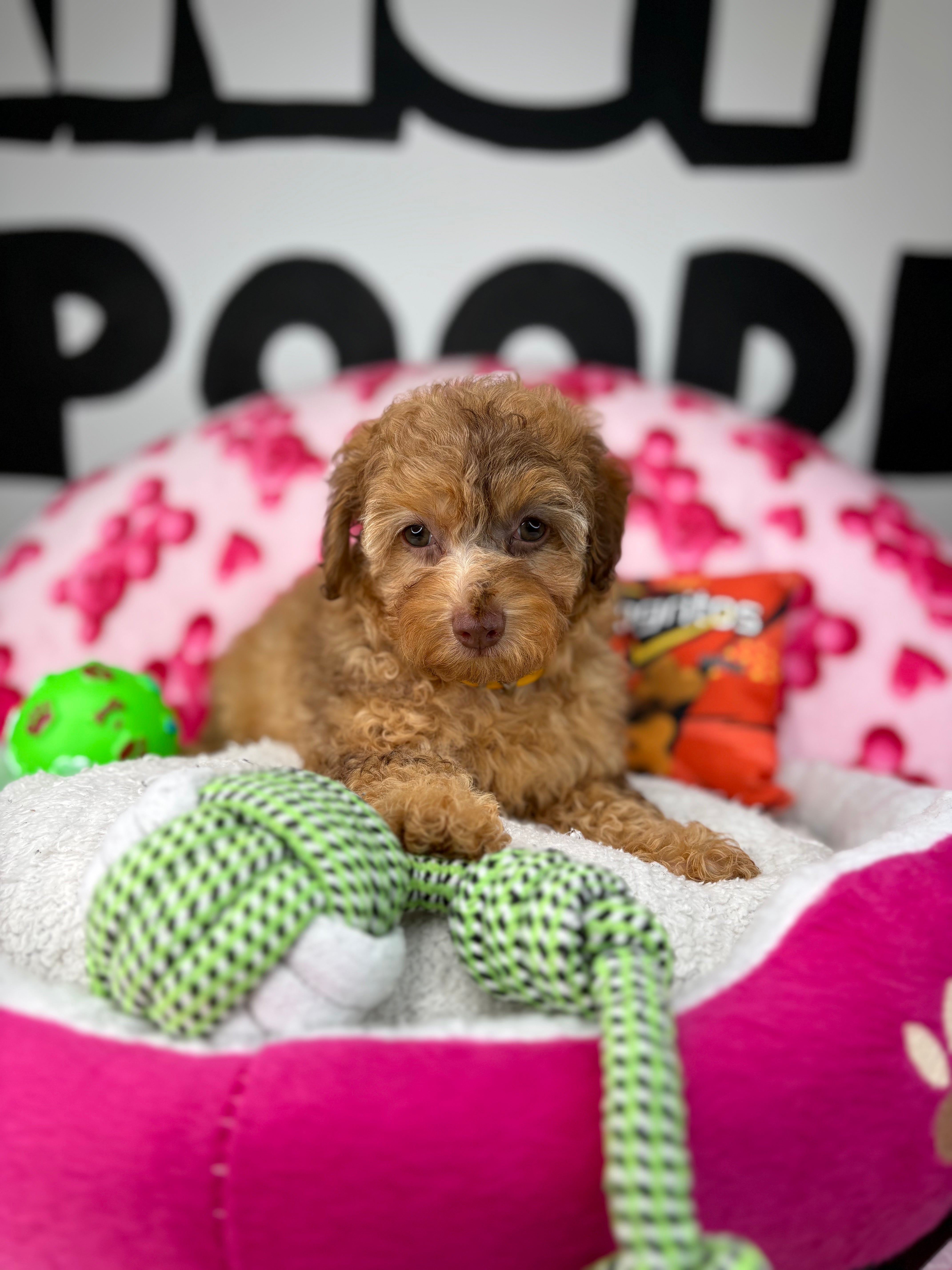 Chocolate Merle Female Toy Poodle 🐩 (Deposit Only‼️Please Read The Description Below‼️)