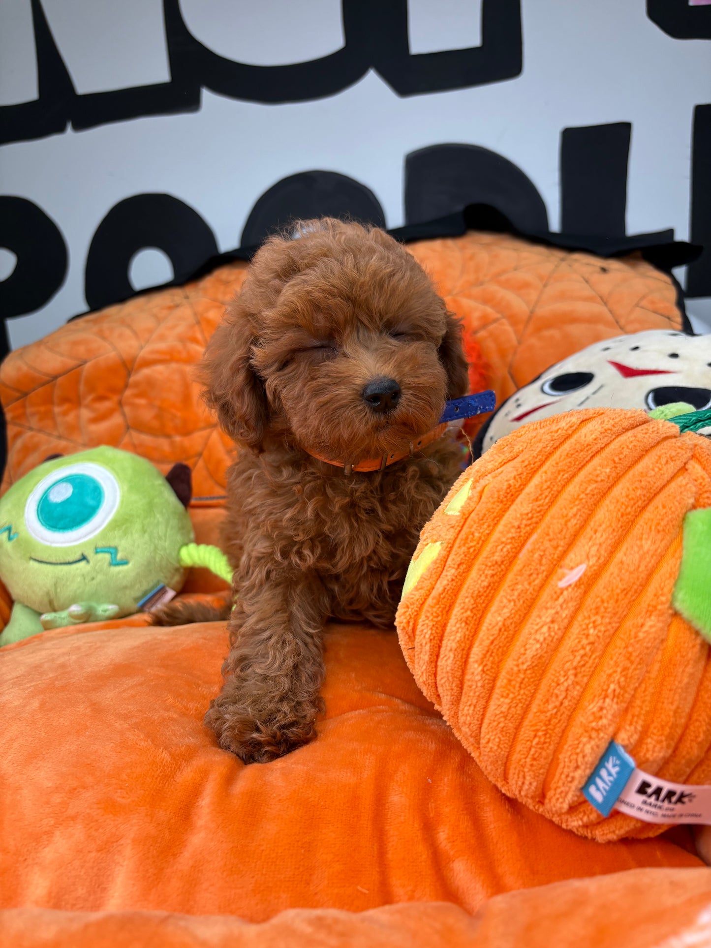 Red Female Teacup Poodle 🐩(Deposit Only ‼️ Please Read The DESCRIPTION Below‼️)