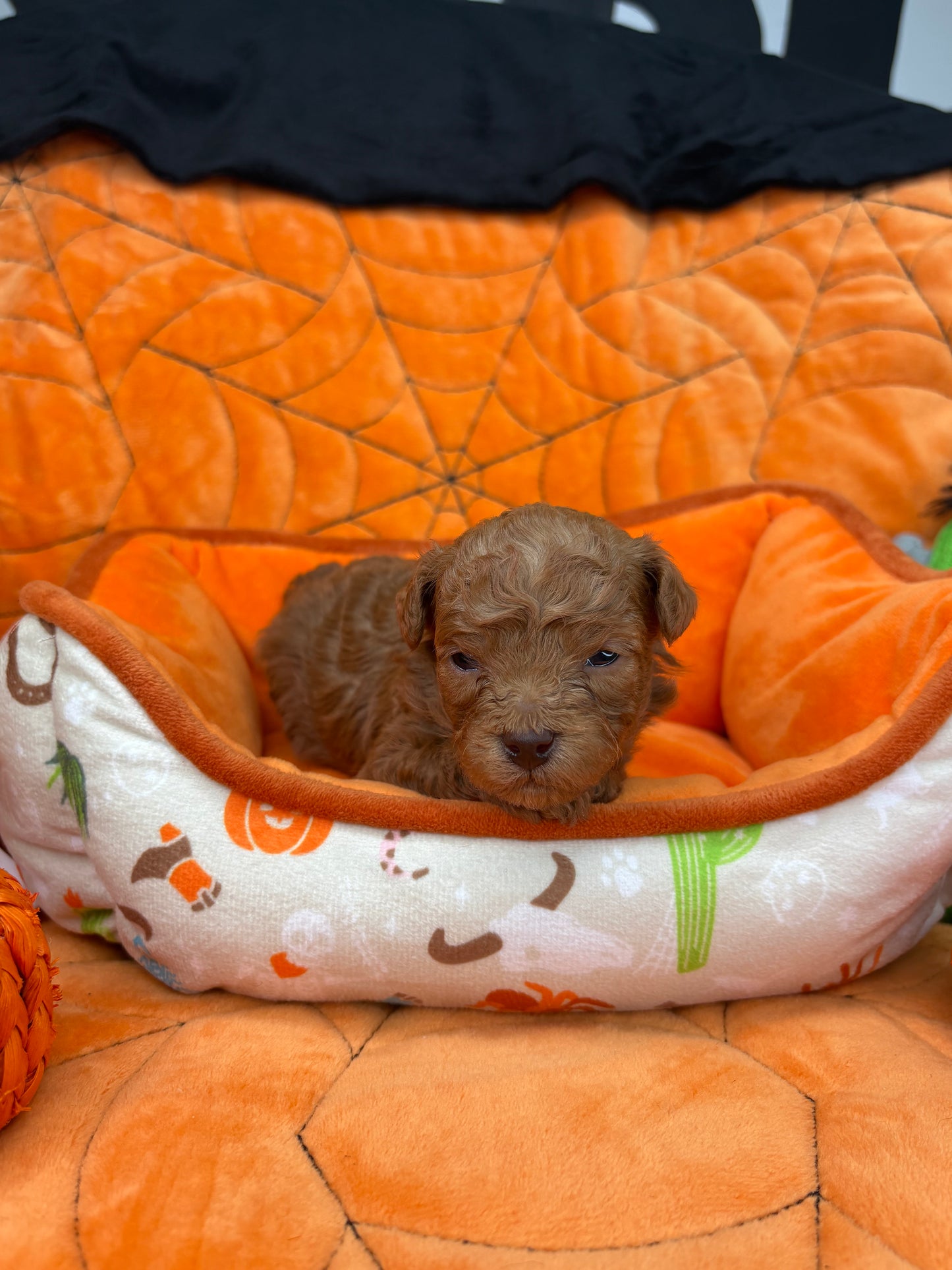 Leo Apricot Teacup Poodle 🐩 (Deposit Only ‼️Please Read The Description Below‼️)