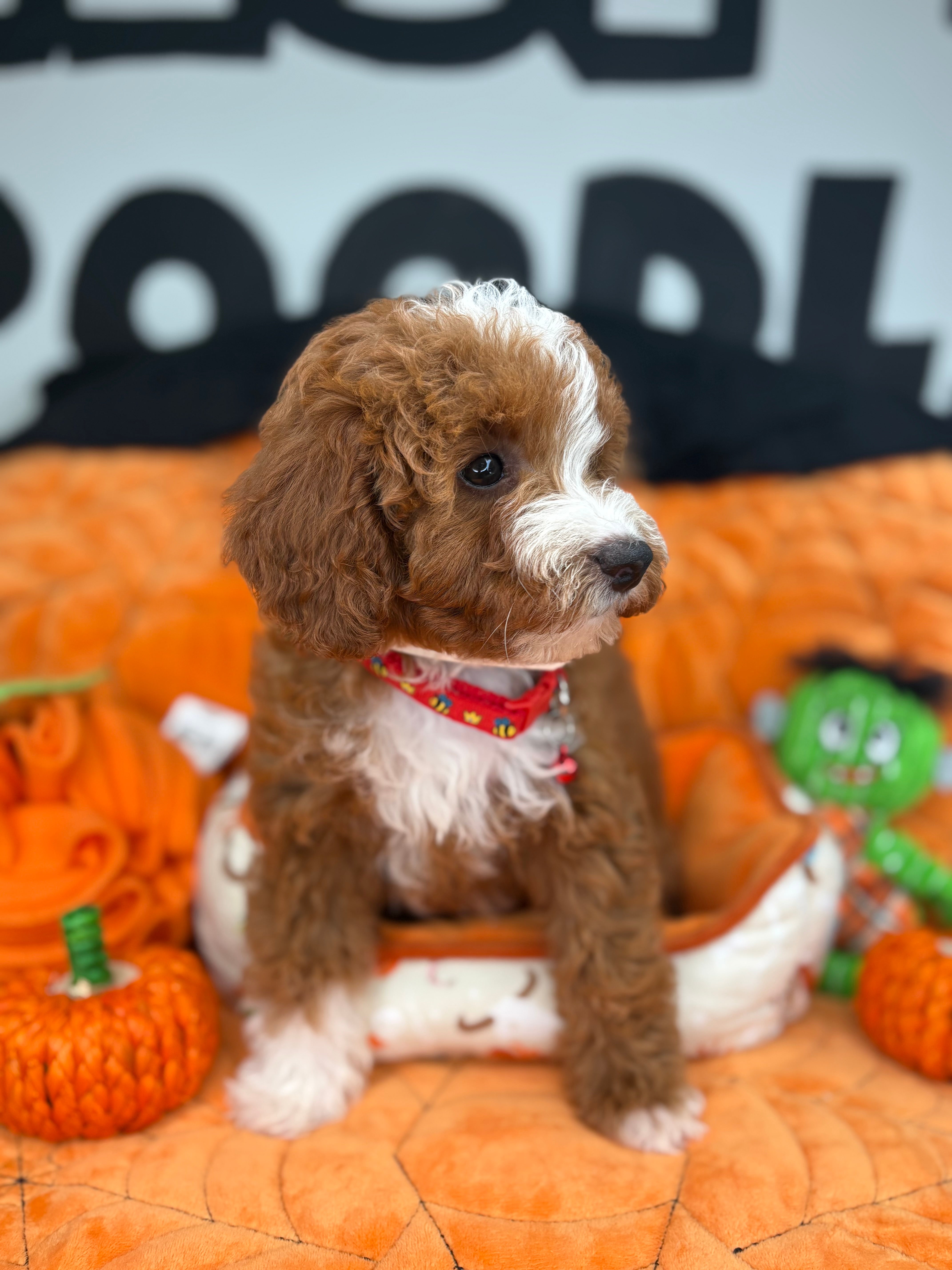 Red And White Female Miniature Poodle (Deposit Only ‼️ Please Read The DESCRIPTION Below‼️)