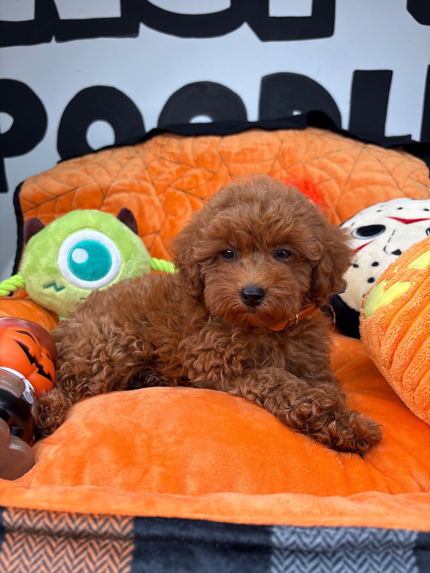 Red Female Teacup Poodle 🐩(Deposit Only ‼️ Please Read The DESCRIPTION Below‼️)