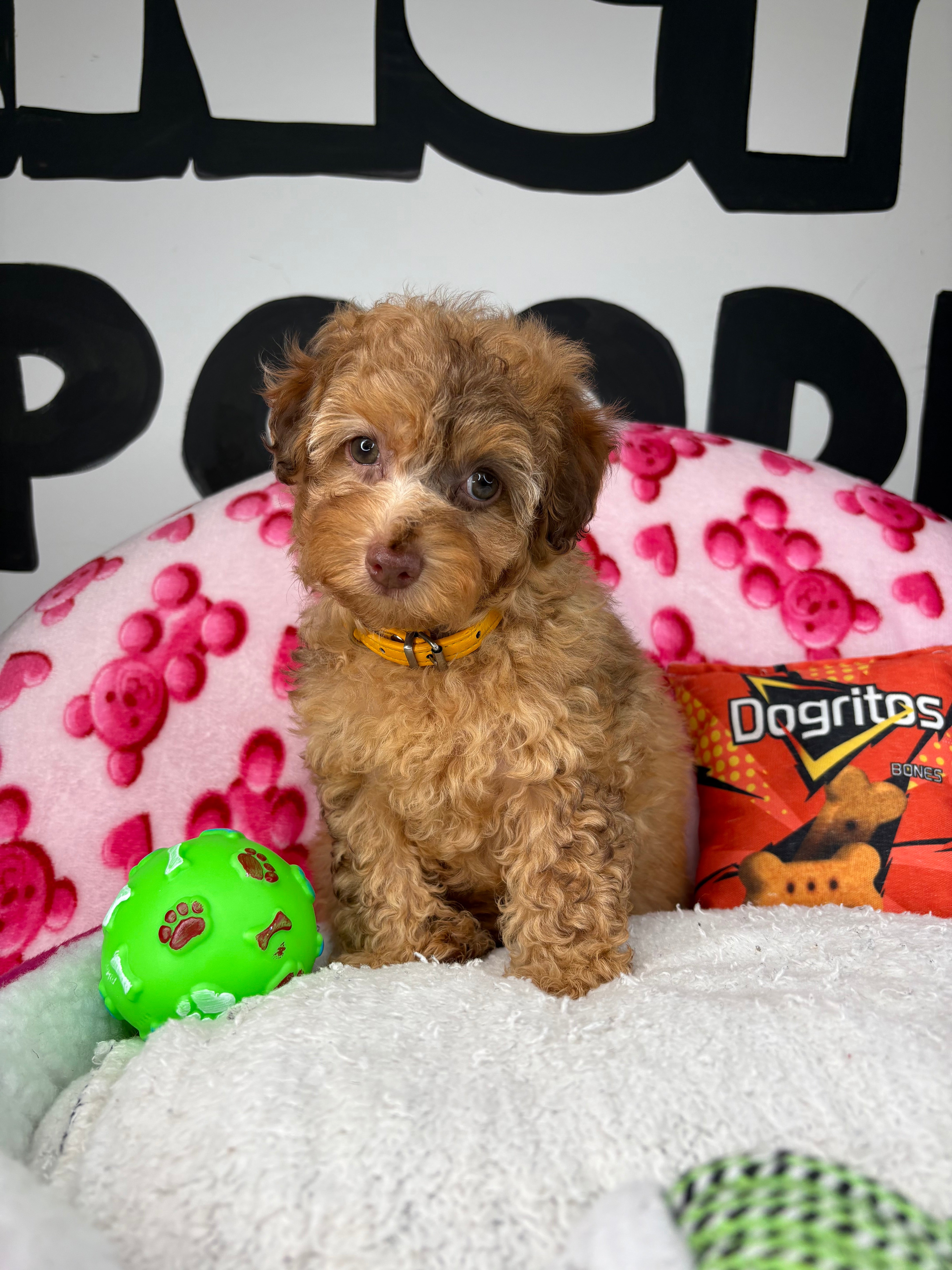 Chocolate Merle Female Toy Poodle 🐩 (Deposit Only‼️Please Read The Description Below‼️)