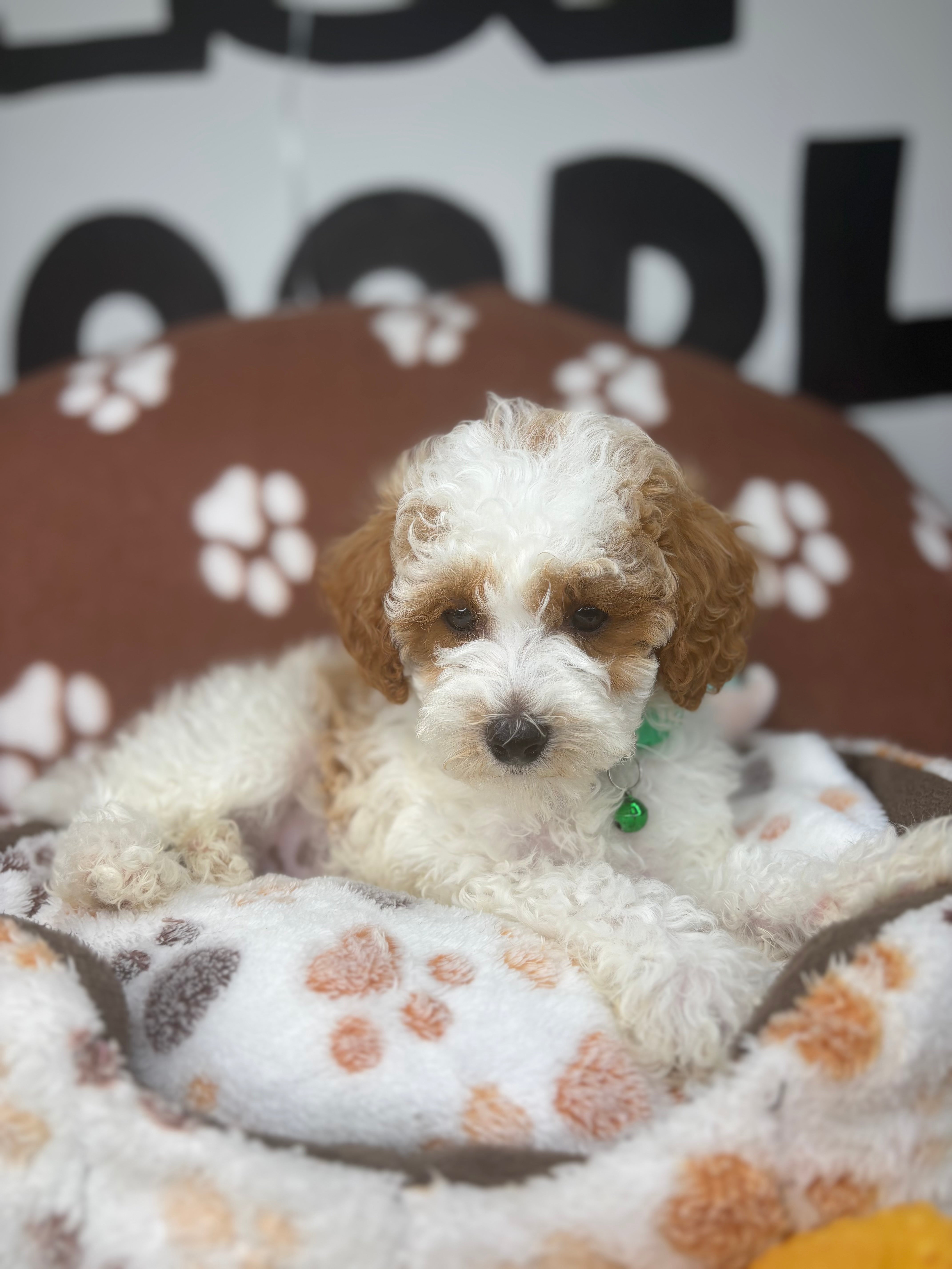 Party Colored Male Toy Poodle ‼️(Deposit Only ‼️ Please Read The Description Below ‼️)