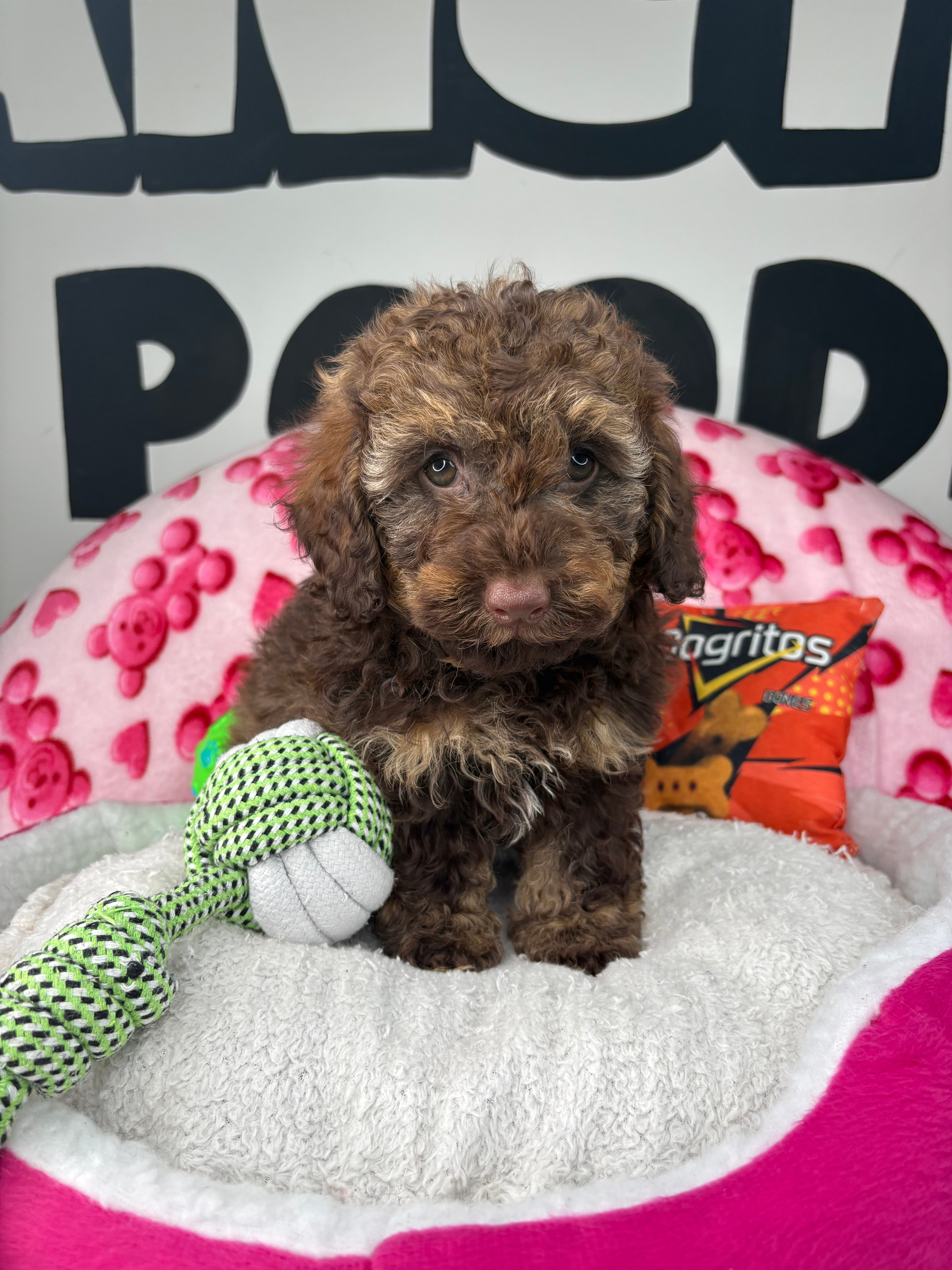 Chocolate Phantom Male Toy Poodle 🐩 (Deposit Only‼️Please Read The Description Below‼️)