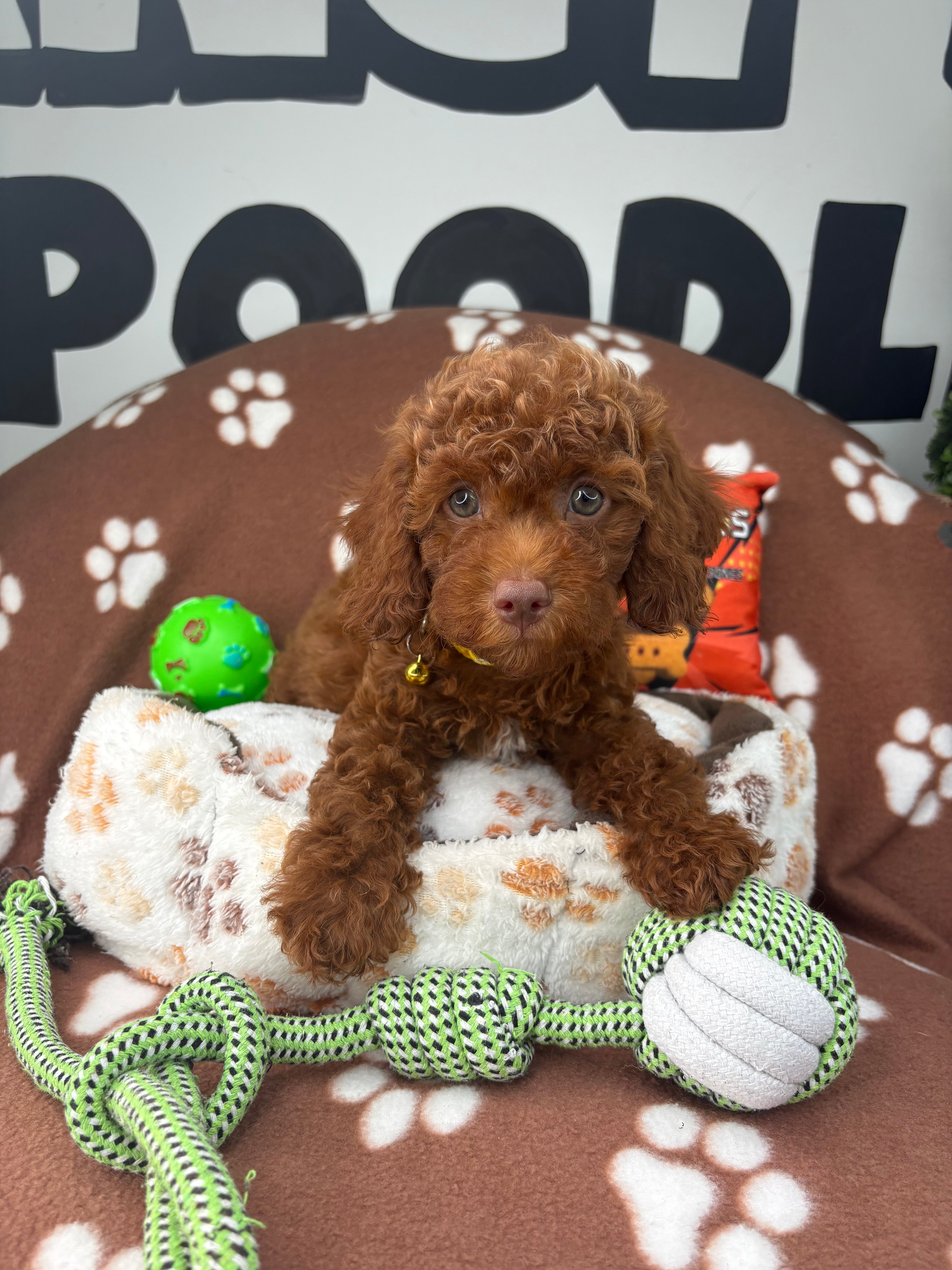Dark Red Male (Blue Eyes Red Nose)  Miniature Poodle ( Deposit Only, Please Read The DESCRIPTION Below‼️)