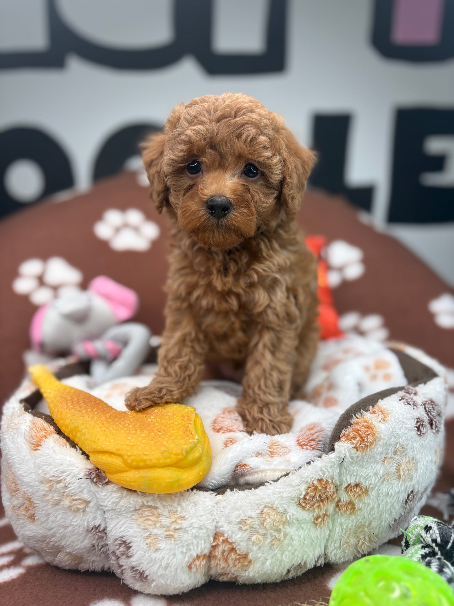 Red Male Toy Poodle  ( Deposit Only‼️Please Read The Description Below‼️)