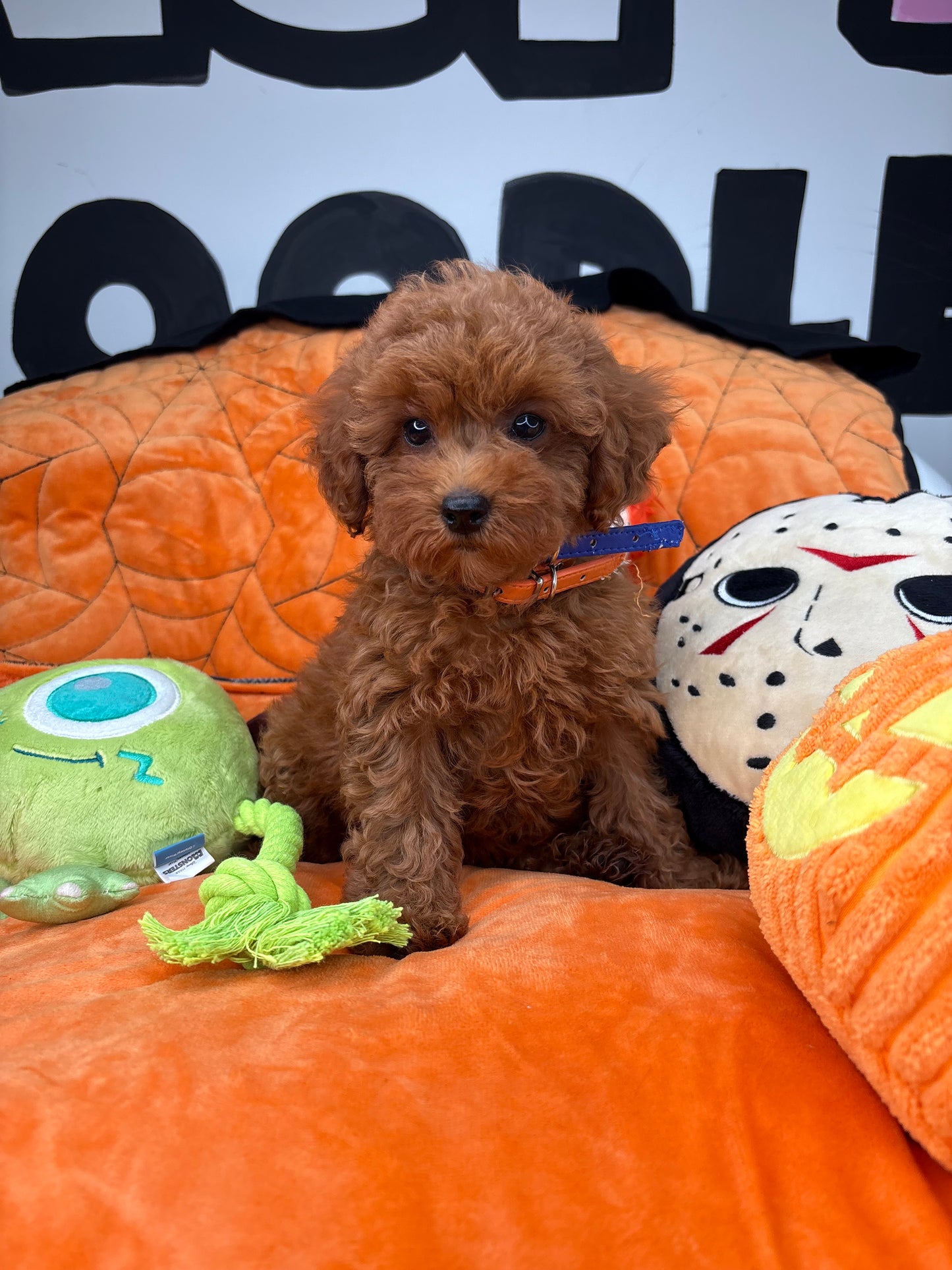 Red Female Teacup Poodle 🐩(Deposit Only ‼️ Please Read The DESCRIPTION Below‼️)