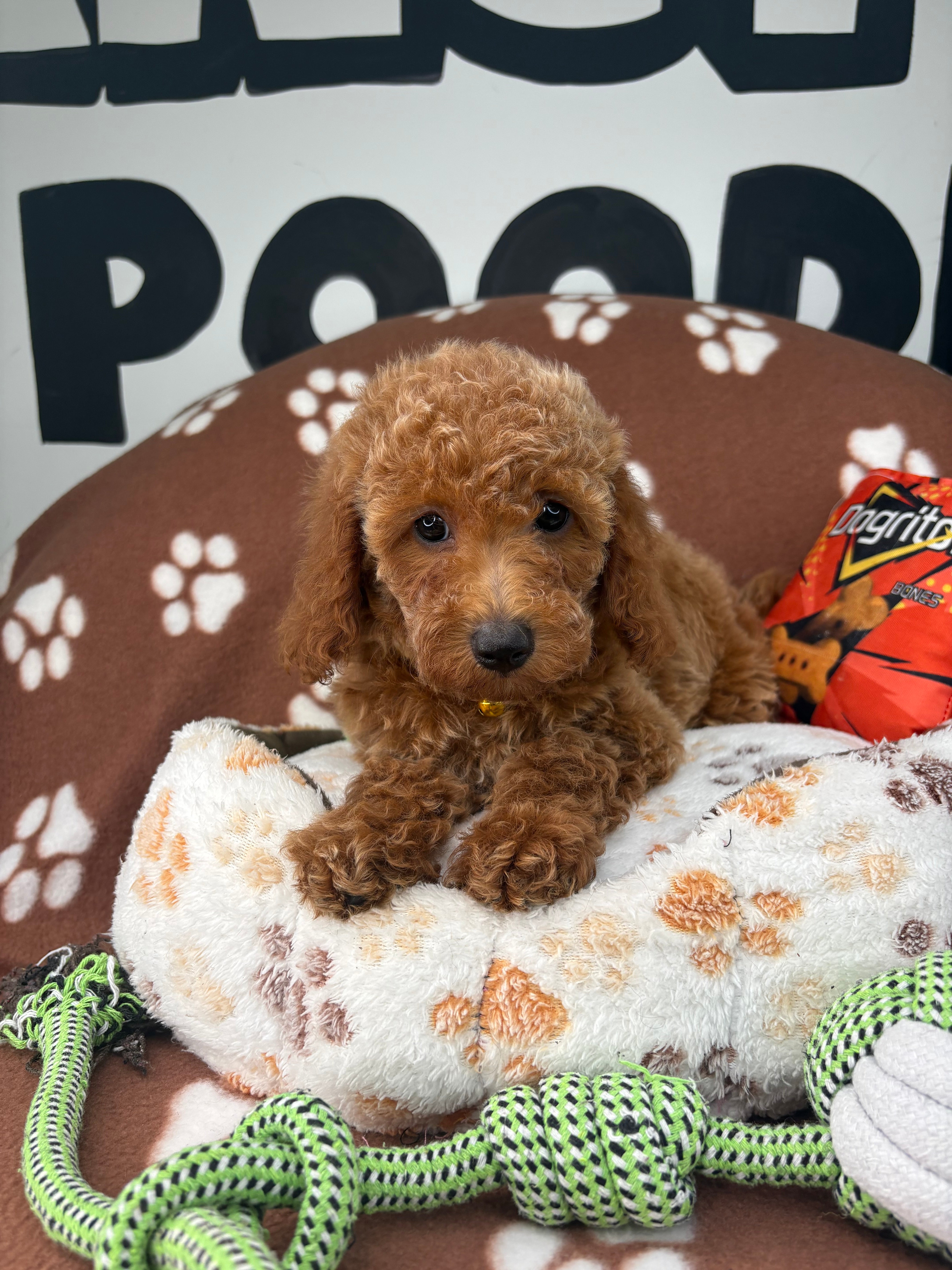 Apricot Female Miniature Poodle (Deposit Only, Please Read The Description Below‼️)