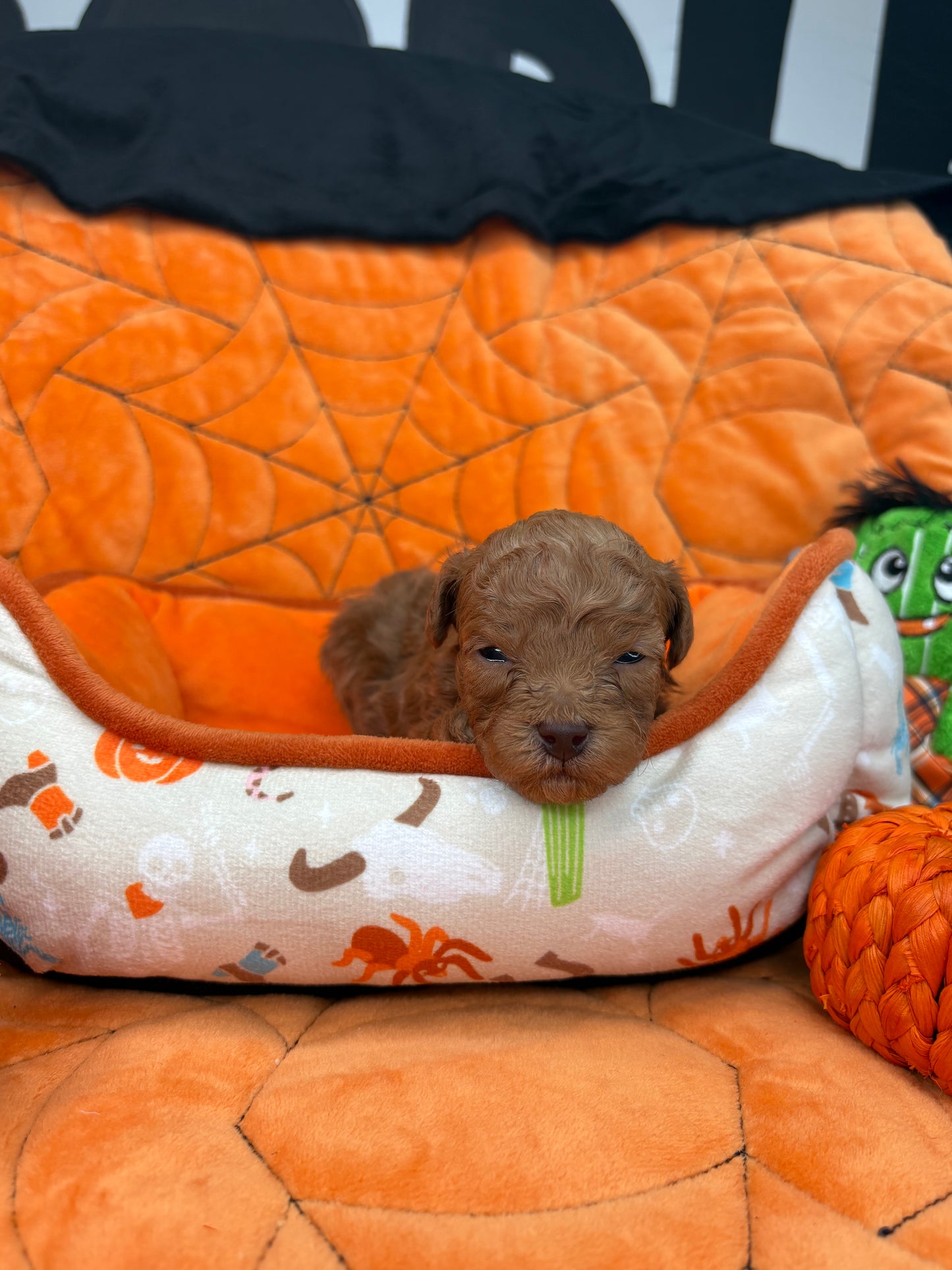 Leo Apricot Teacup Poodle 🐩 (Deposit Only ‼️Please Read The Description Below‼️)