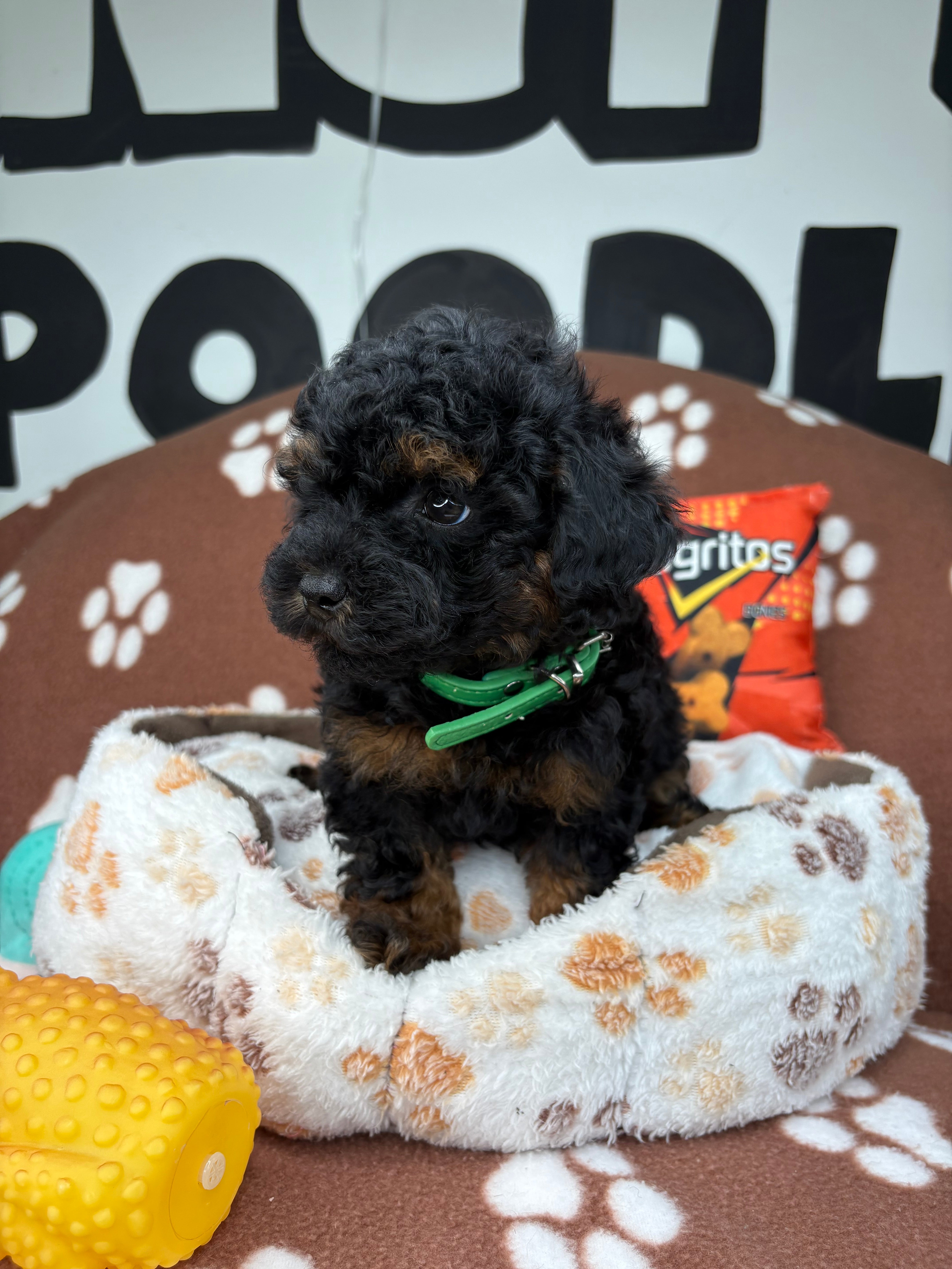 Red Phantom Male Teacup Poodle (Deposit Only‼️Please Read The Description Below‼️)
