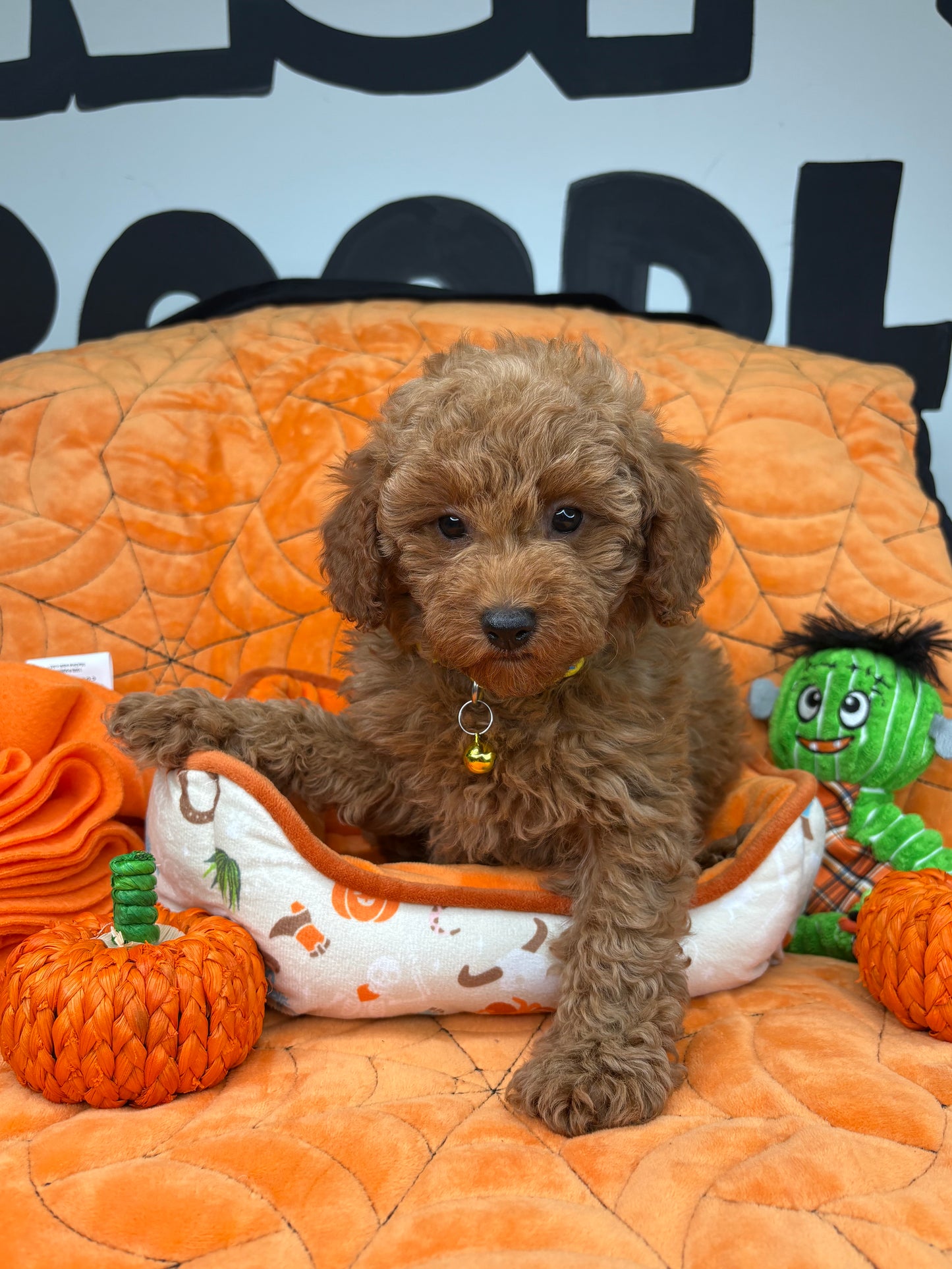 Apricot Female Toy Poodle ( Deposit Only, Please Read The DESCRIPTION Below‼️)
