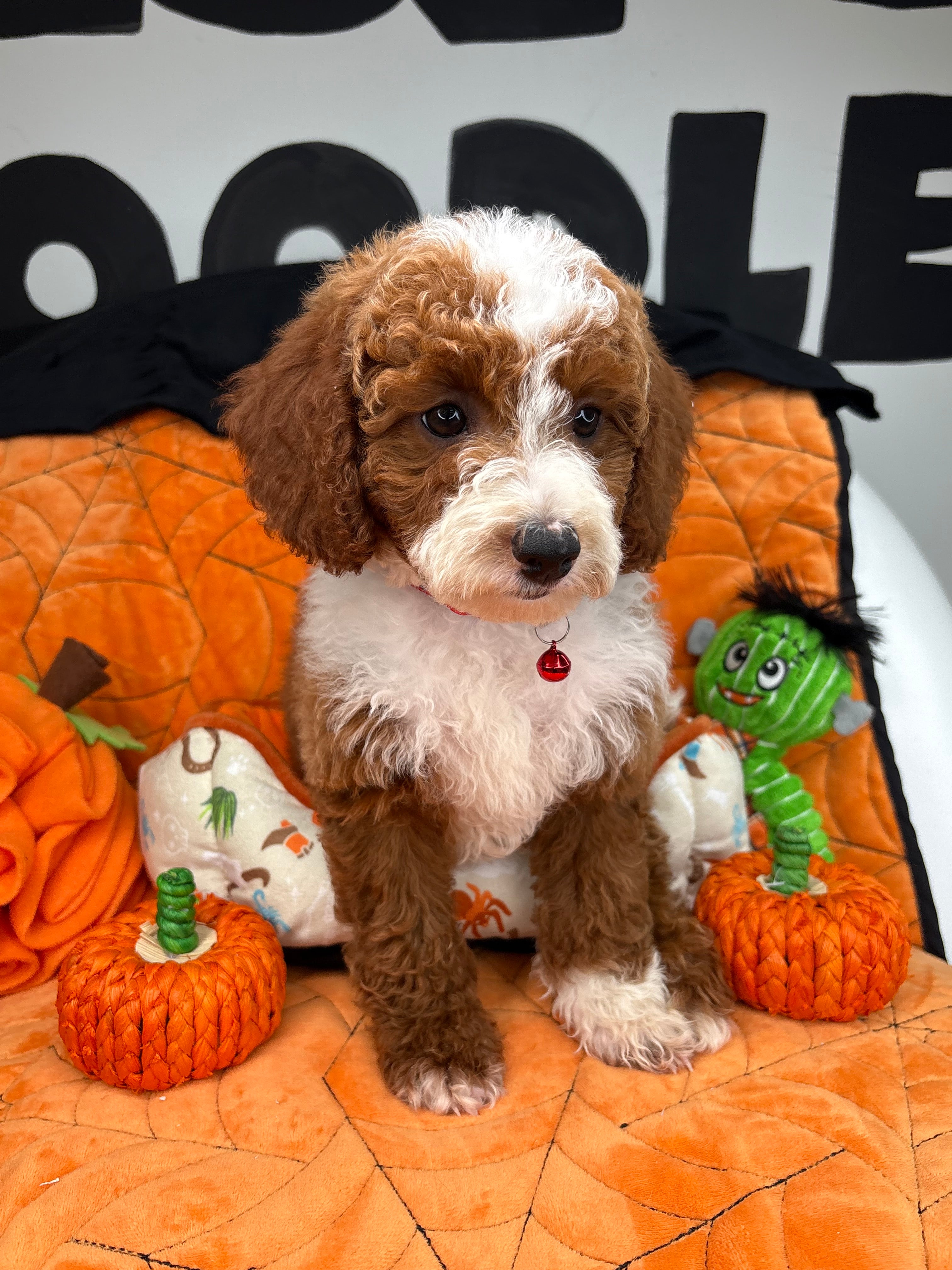 Red And White Male Miniature Poodle 🐩 (Deposit Only‼️Please Read The Description Below‼️)