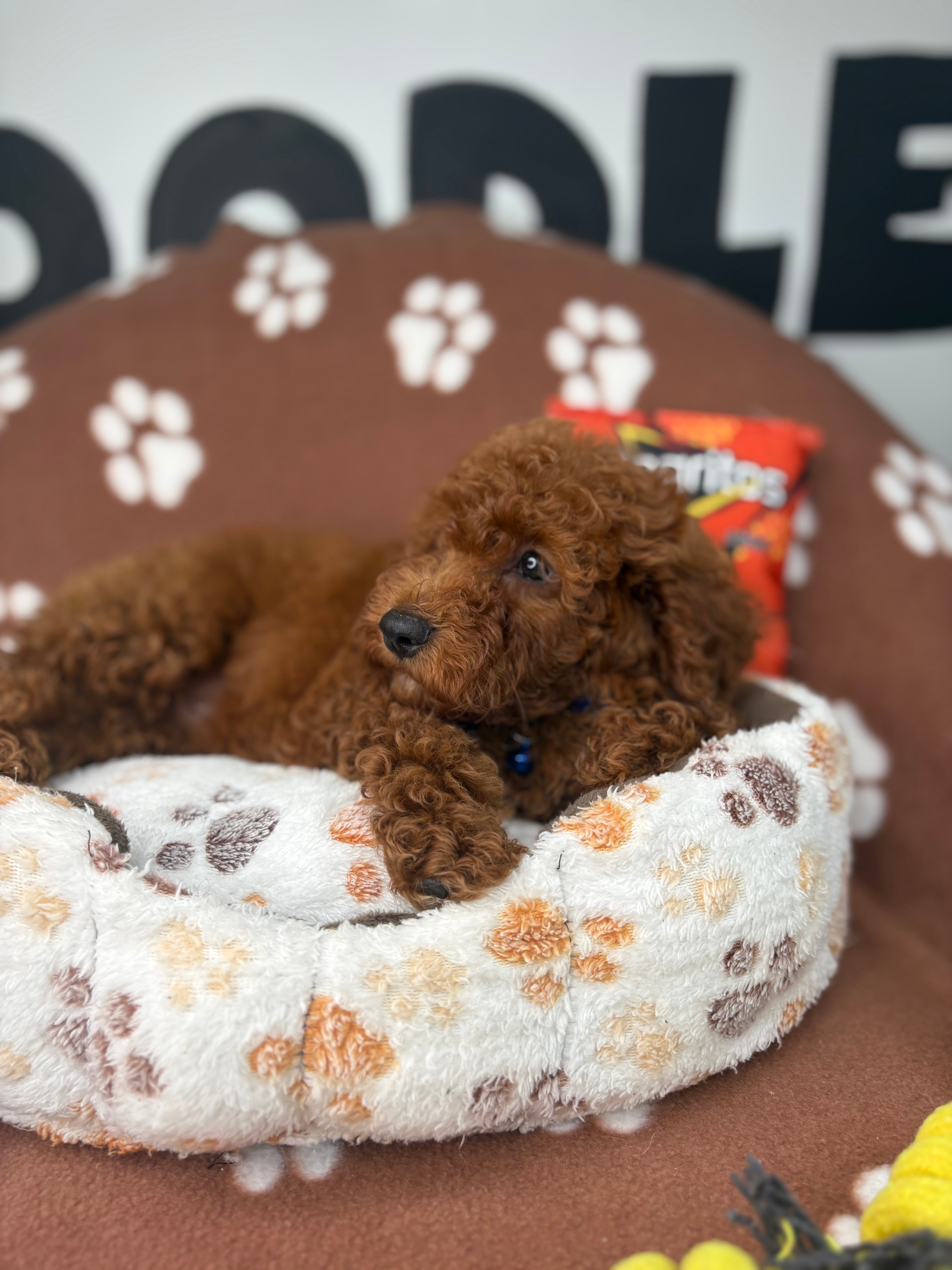 Dark Red Male Miniture Poodle (Deposit Only, Please Read The Description Below‼️)
