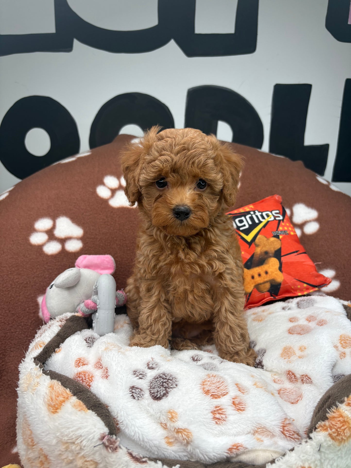Red Male Toy Poodle  ( Deposit Only‼️Please Read The Description Below‼️)